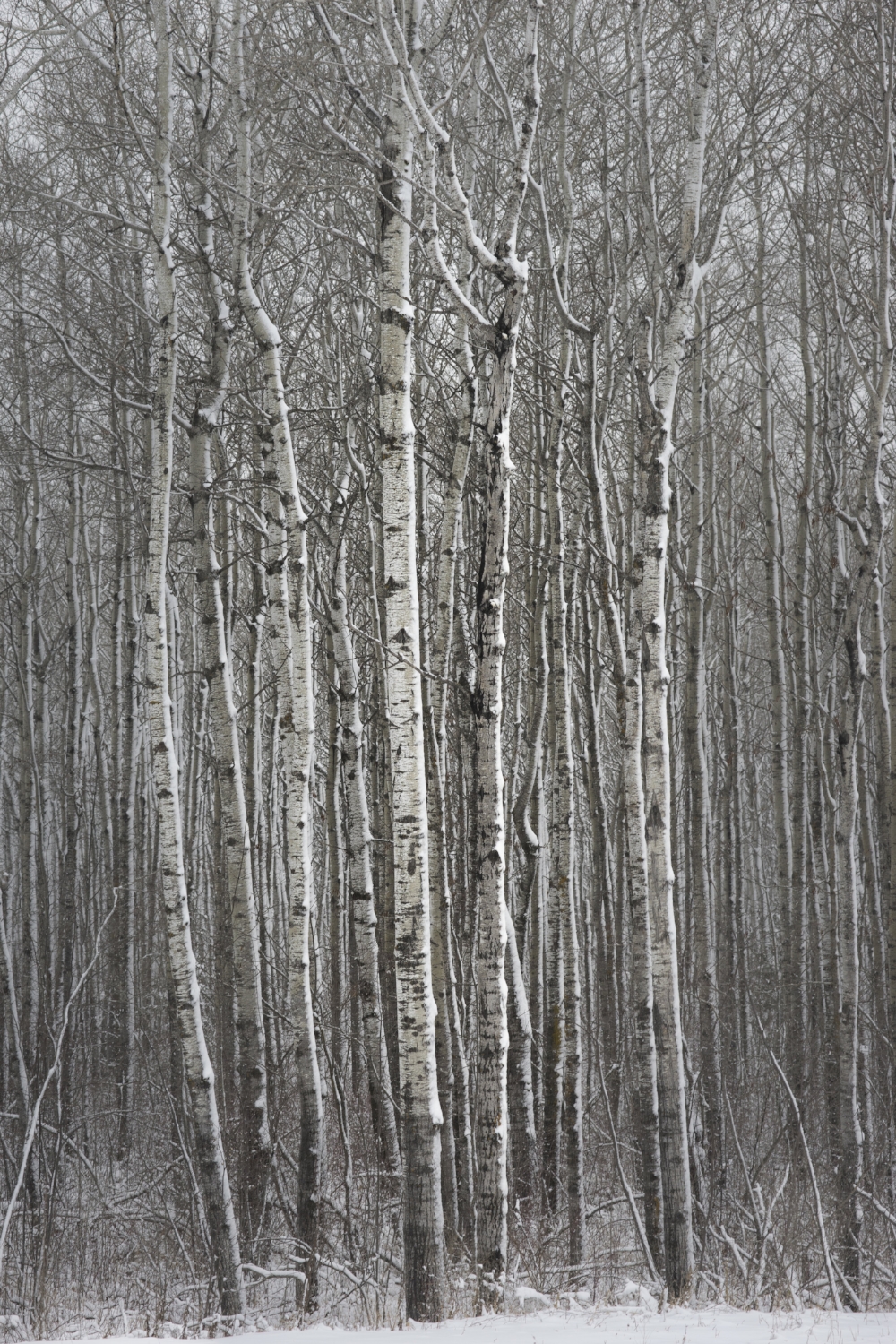 Front & Center, Birch Bravery