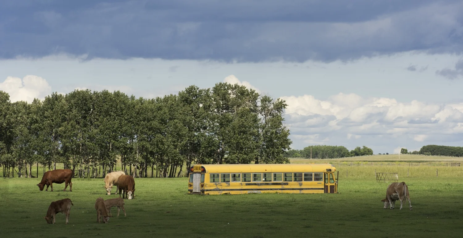 Cattle Bus