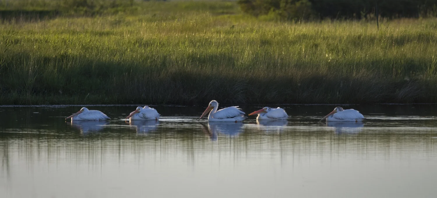 Pelican Panorama