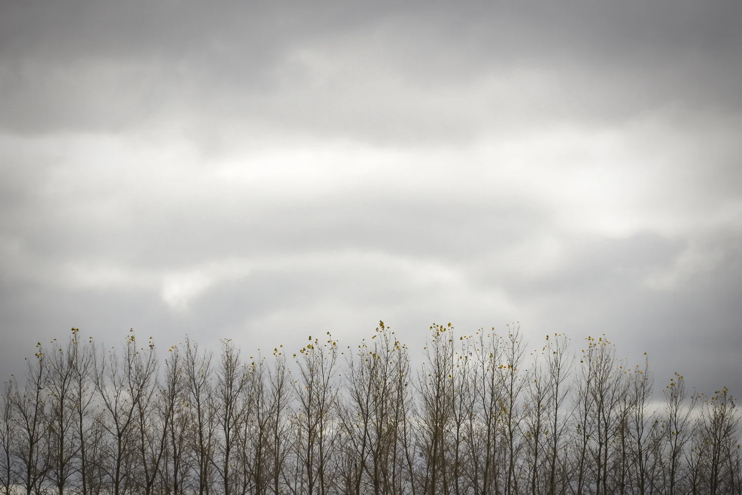 Little yellow leaves