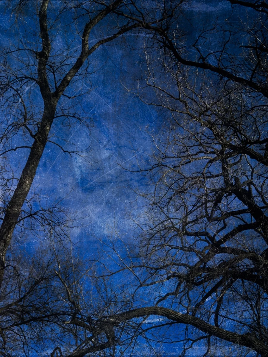 Touching Trees,textured