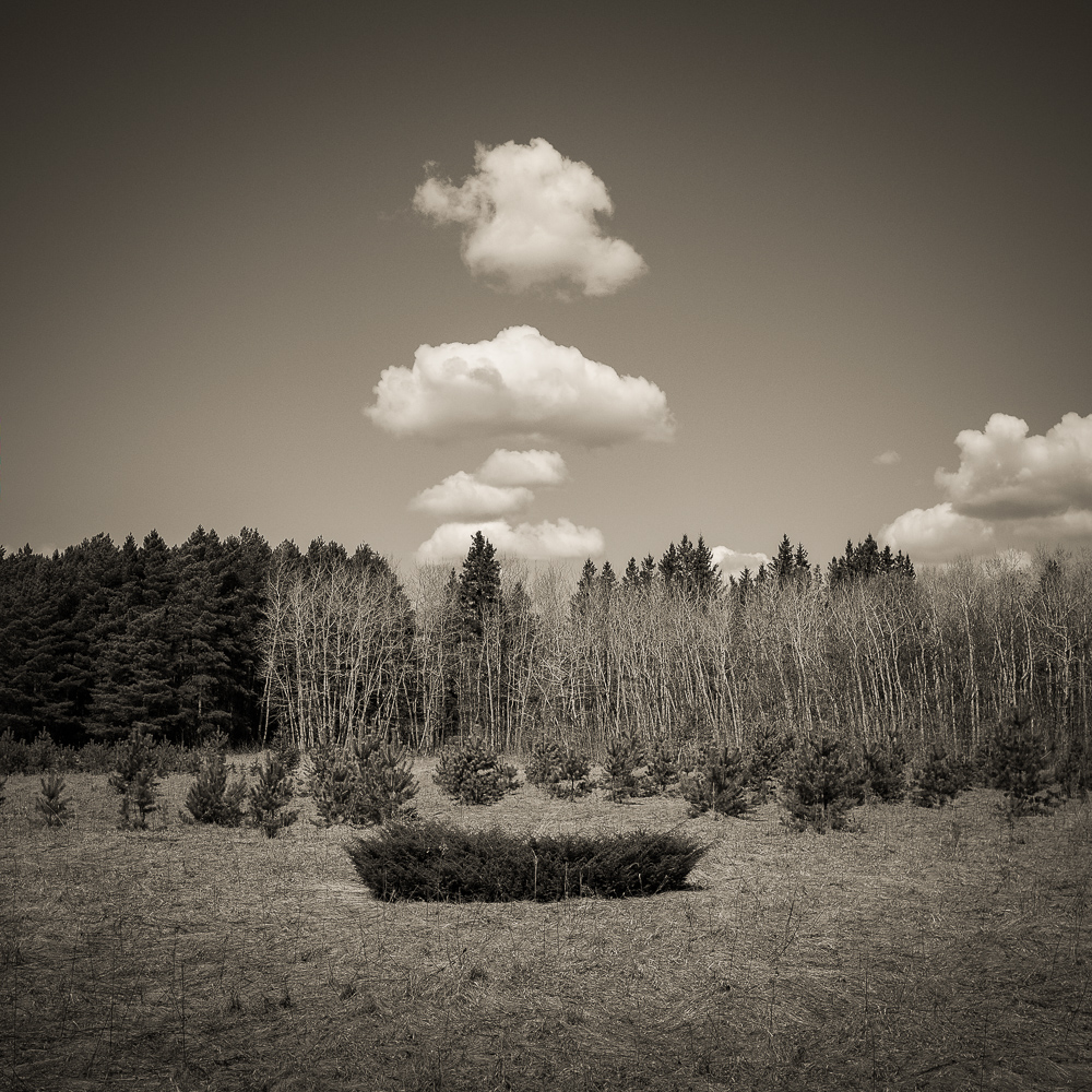 Smoke Signals from Trees