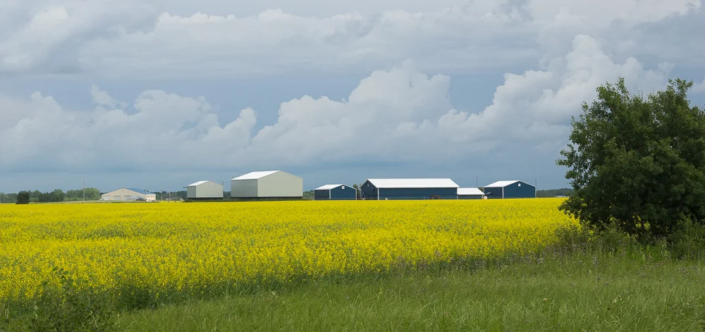 Rural Buildings in Mustard