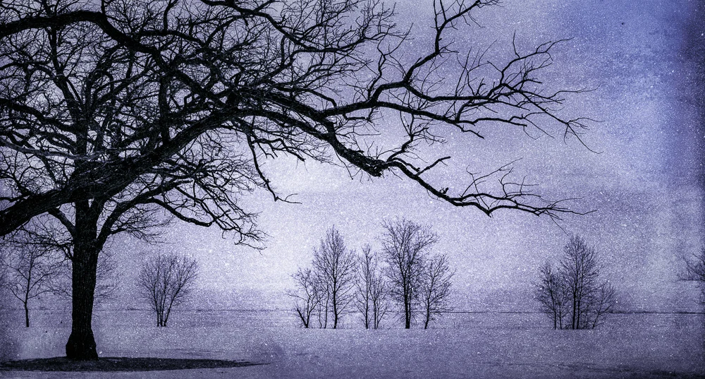 Purple Trees at Twilight