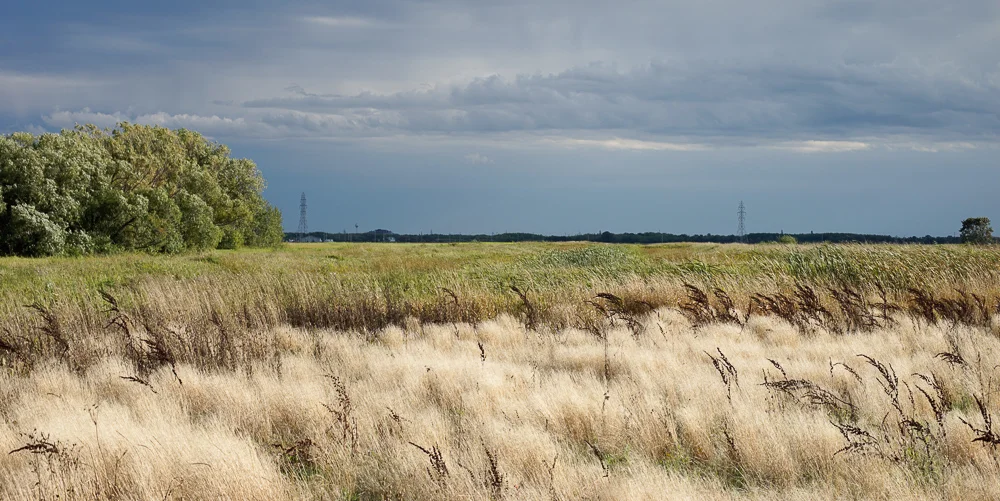 Fields like Felt & Fabric