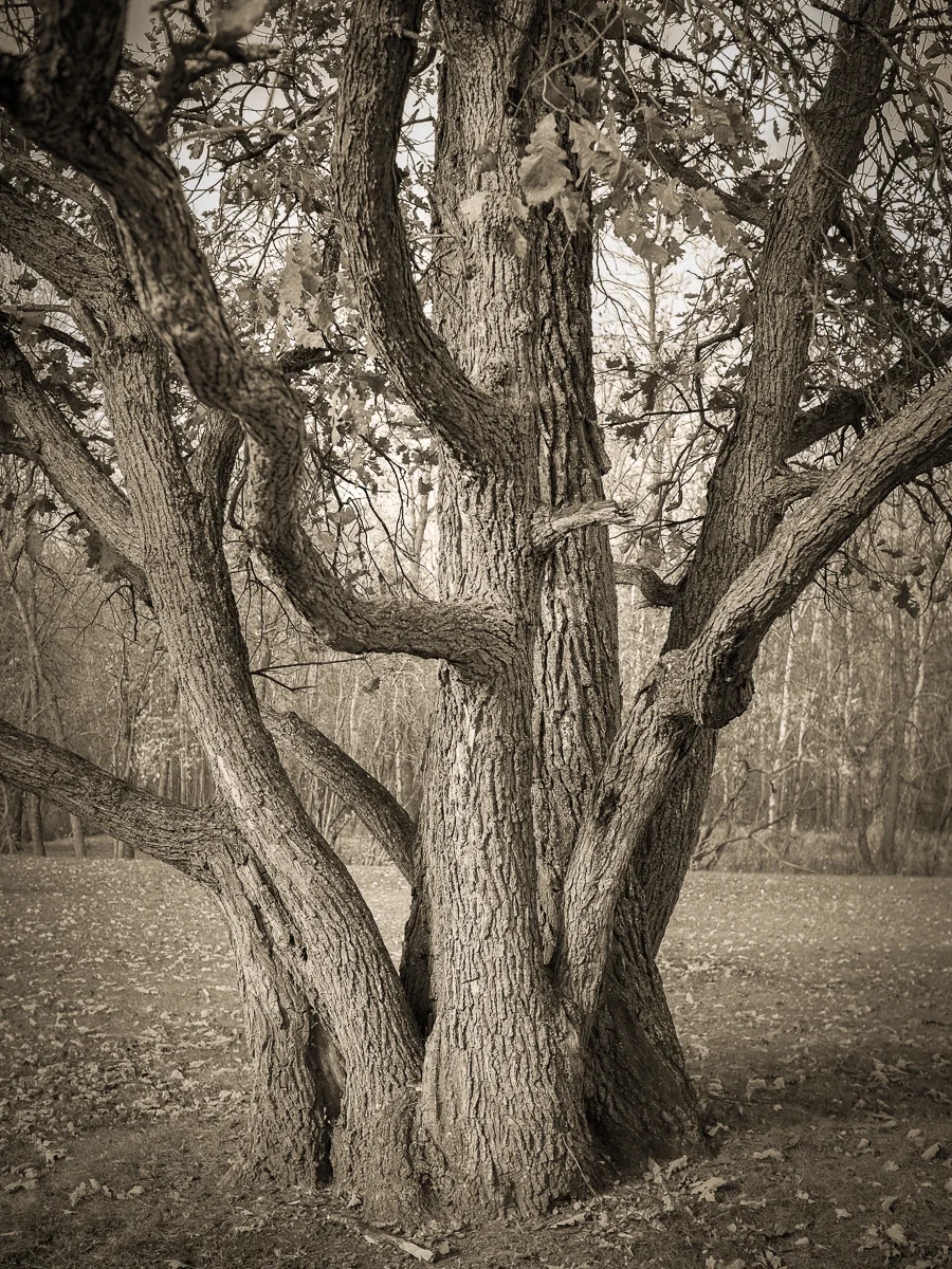 Gnarled Old Tree