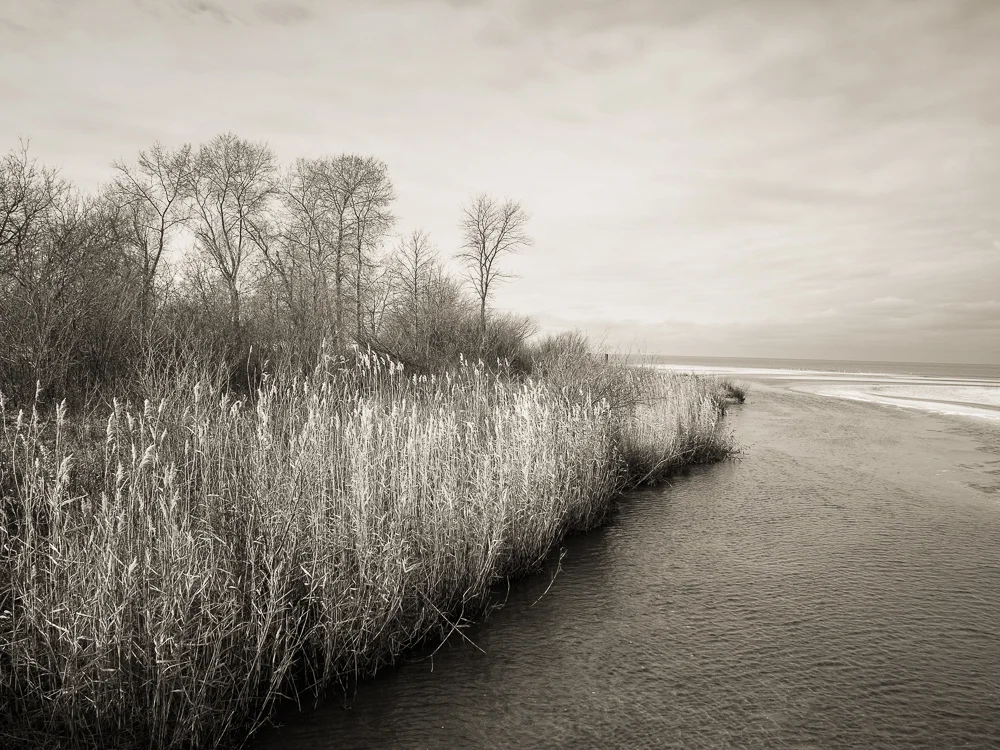 Horsetails Pointing On