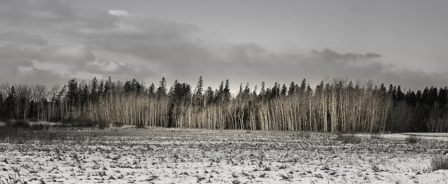 Panorama Poplars