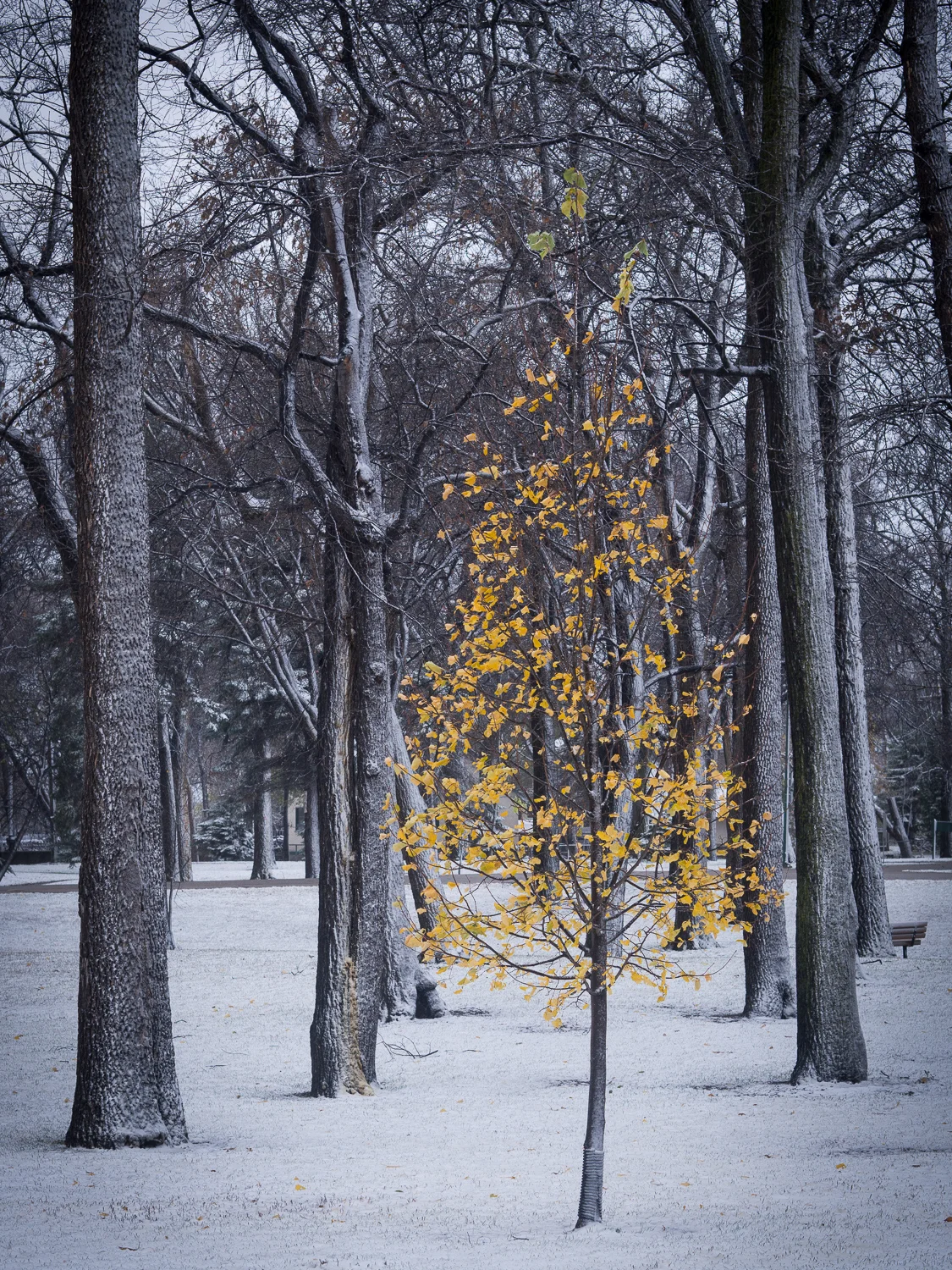 Very Late Autumn Color