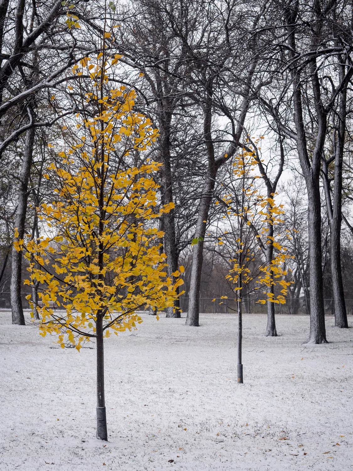 Yellow Trees Two in Blue