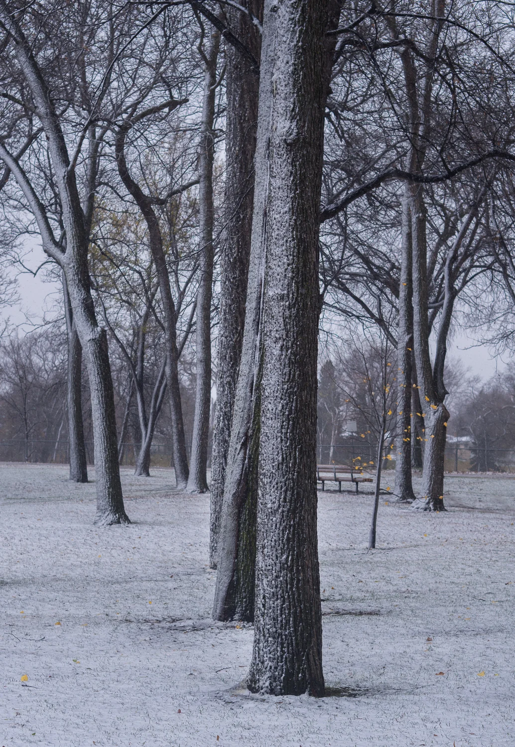 Soft Snow-Soft Light