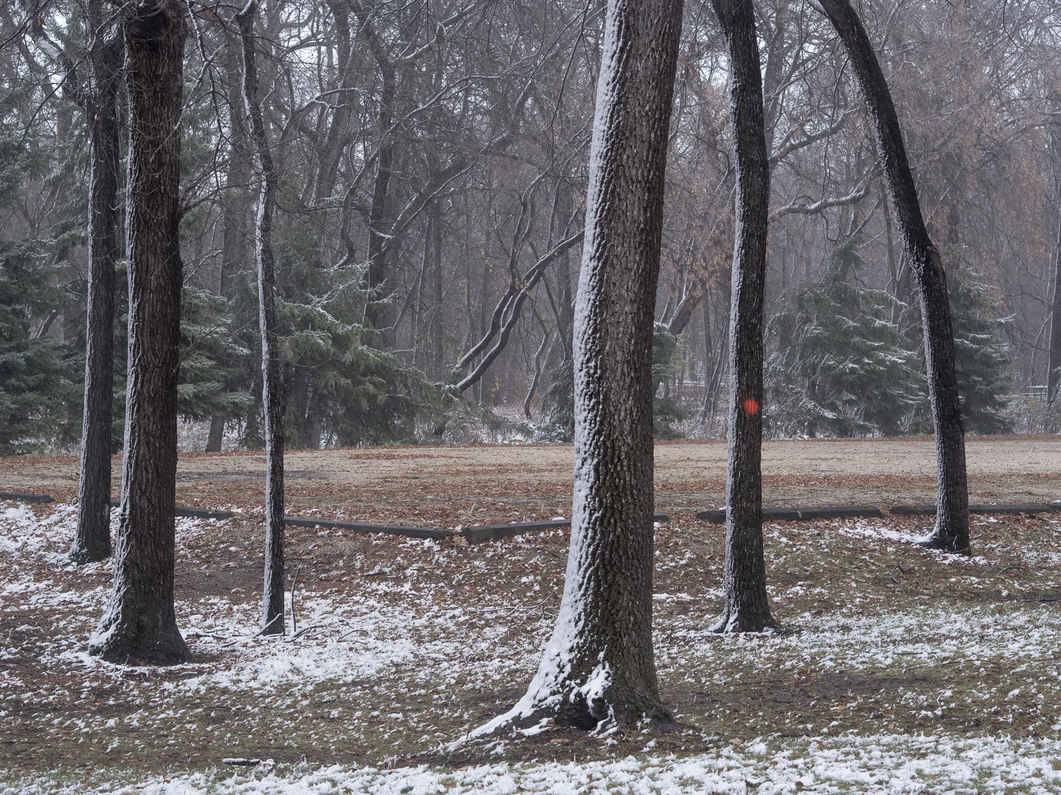 Marked for Tree Death