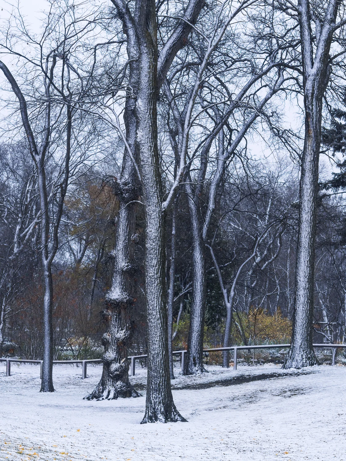 Soft Snow- A Portrait