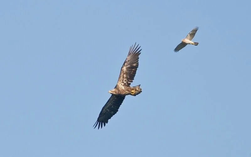 Hawk Mountain Sanctuary
