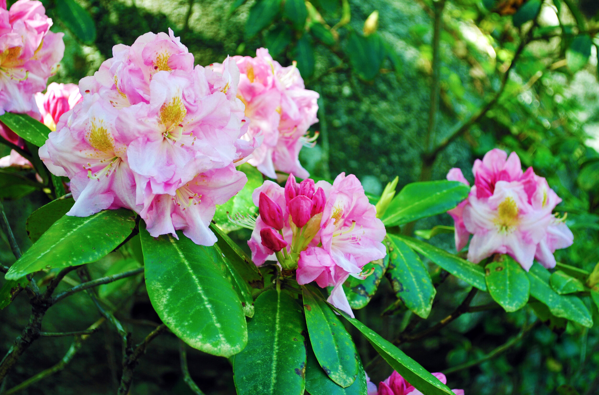  Image courtesy of Chattanooga Area Convention &amp; Visitors Bureau  