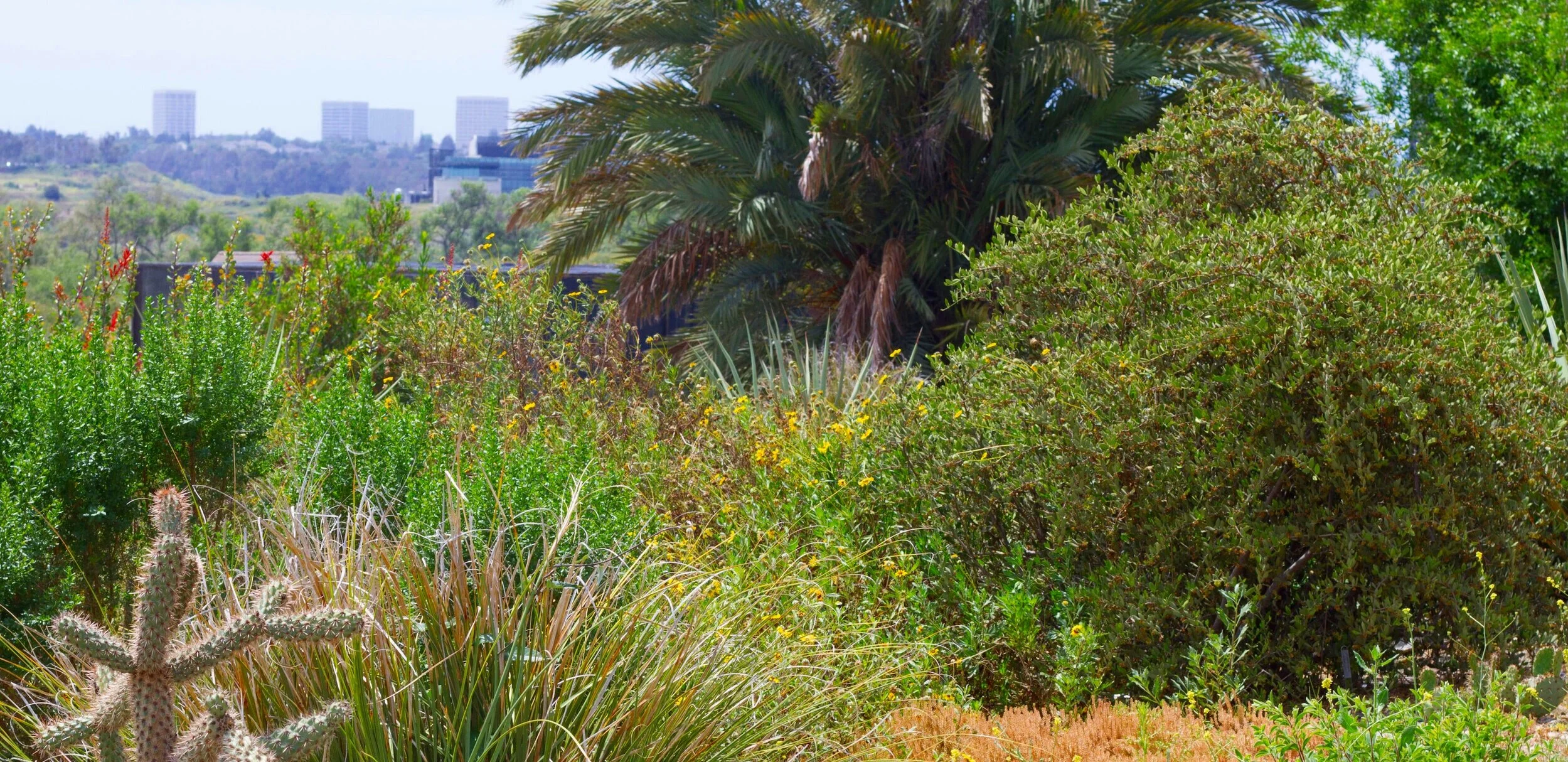   University of California, Irvine Arboretum  