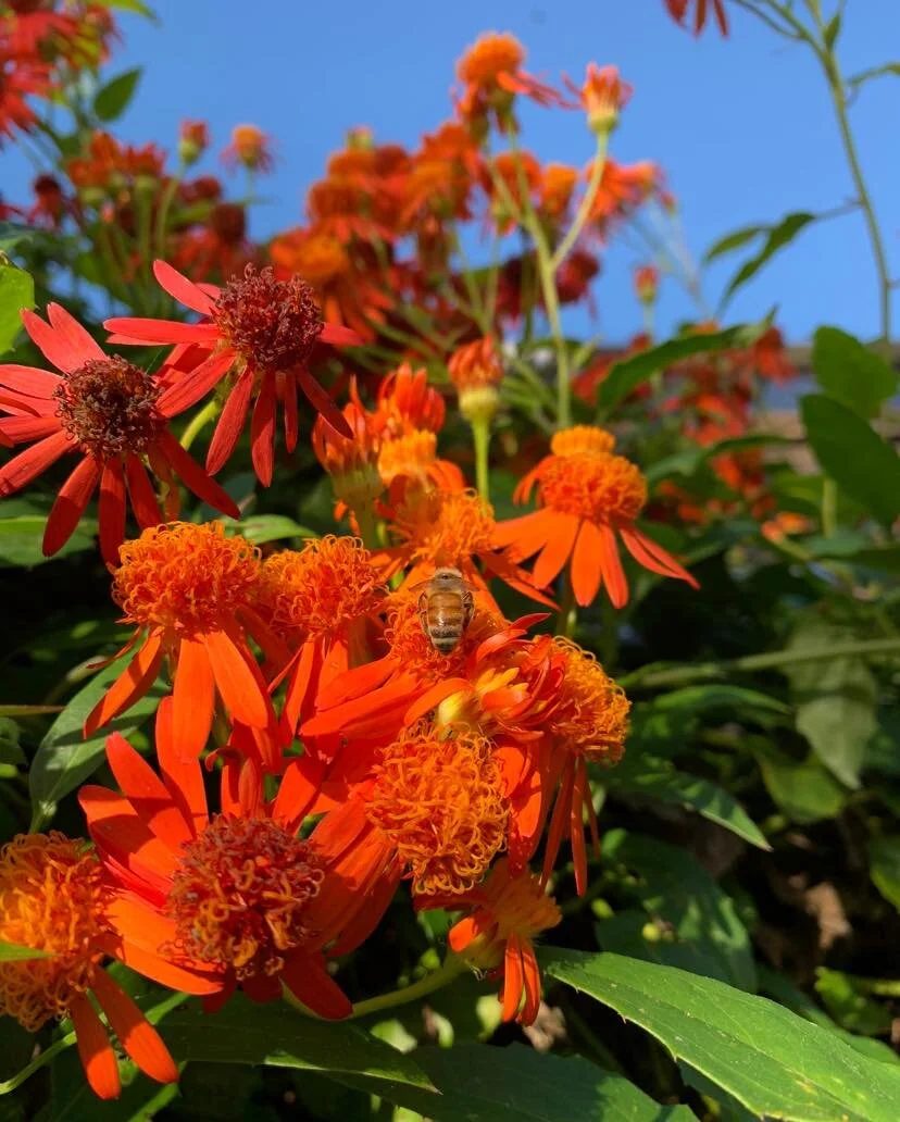 Palma Sola Botanical Park