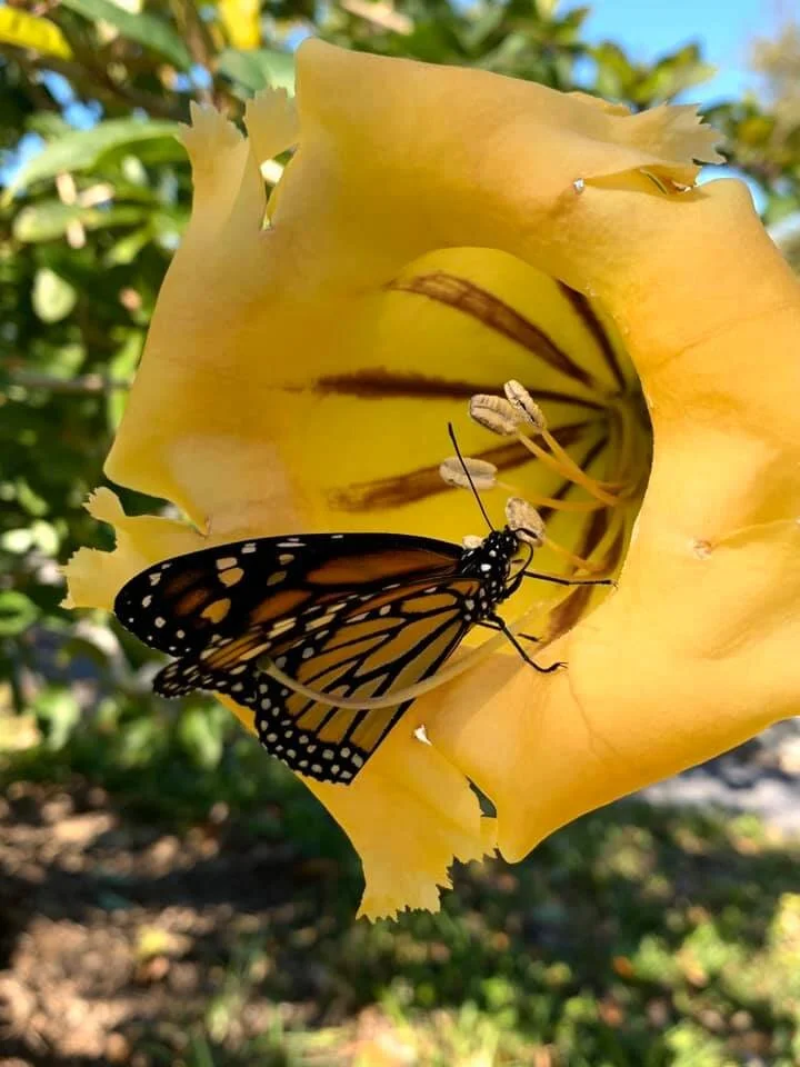 Palma Sola Botanical Park