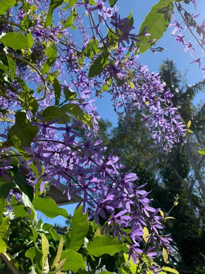 Palma Sola Botanical Park