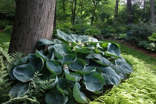 Dappled Berms