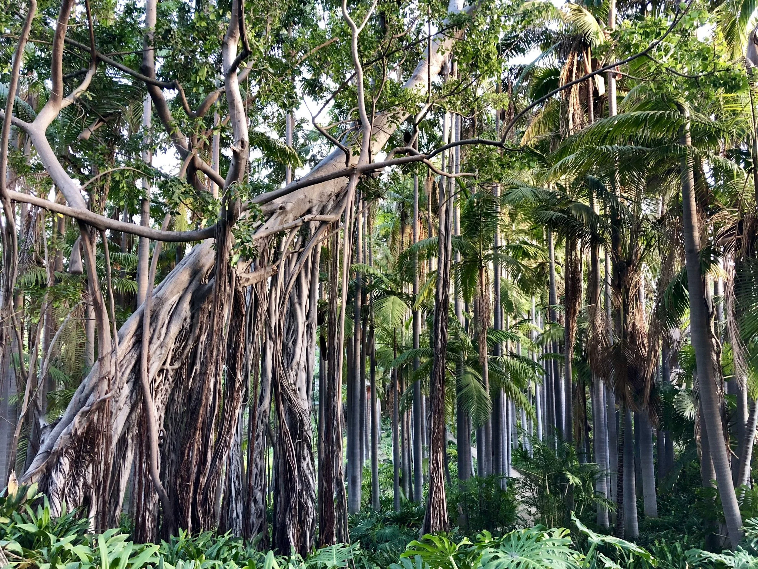 King Palm Forest