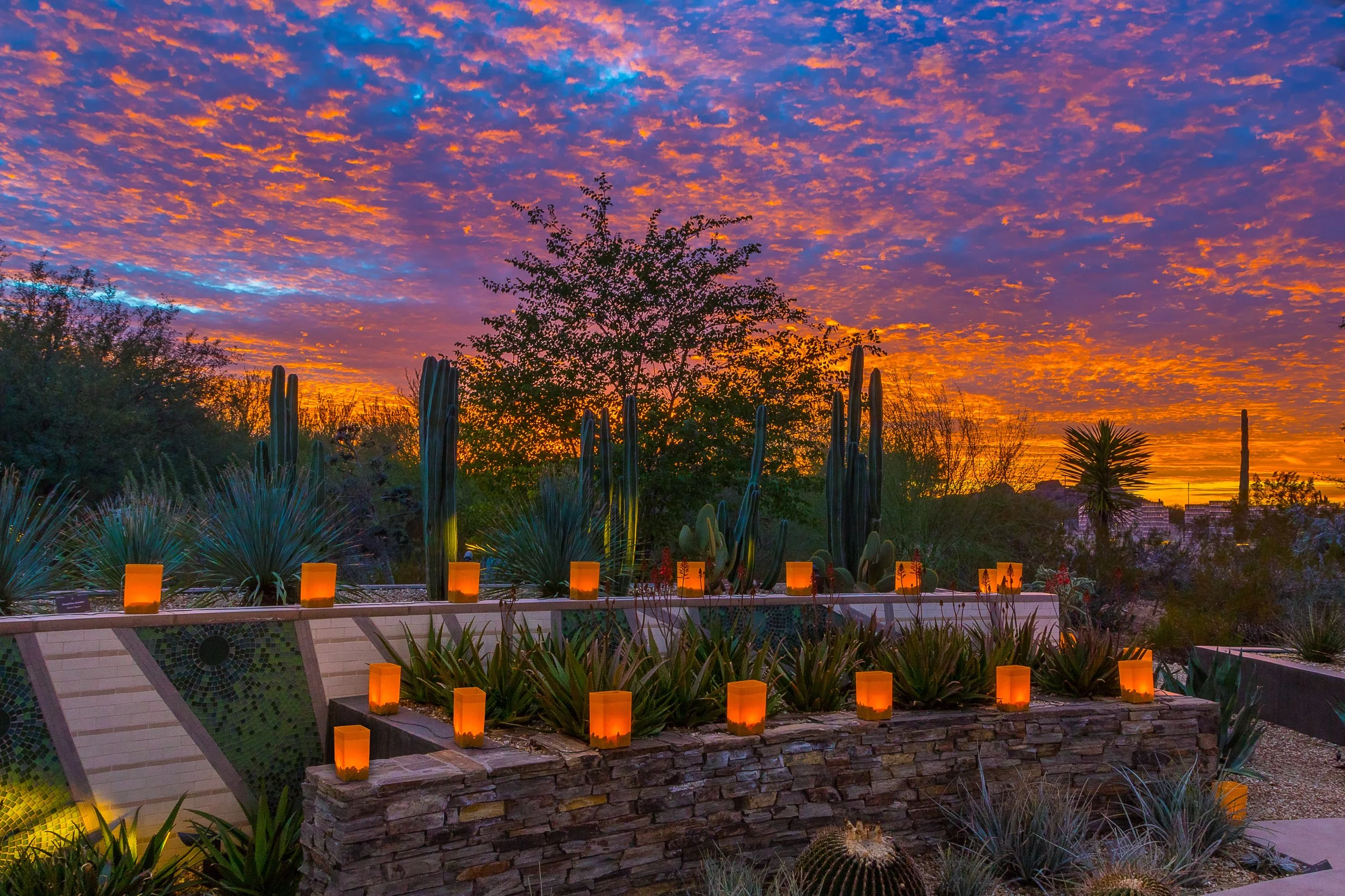 Desert Botanical Garden