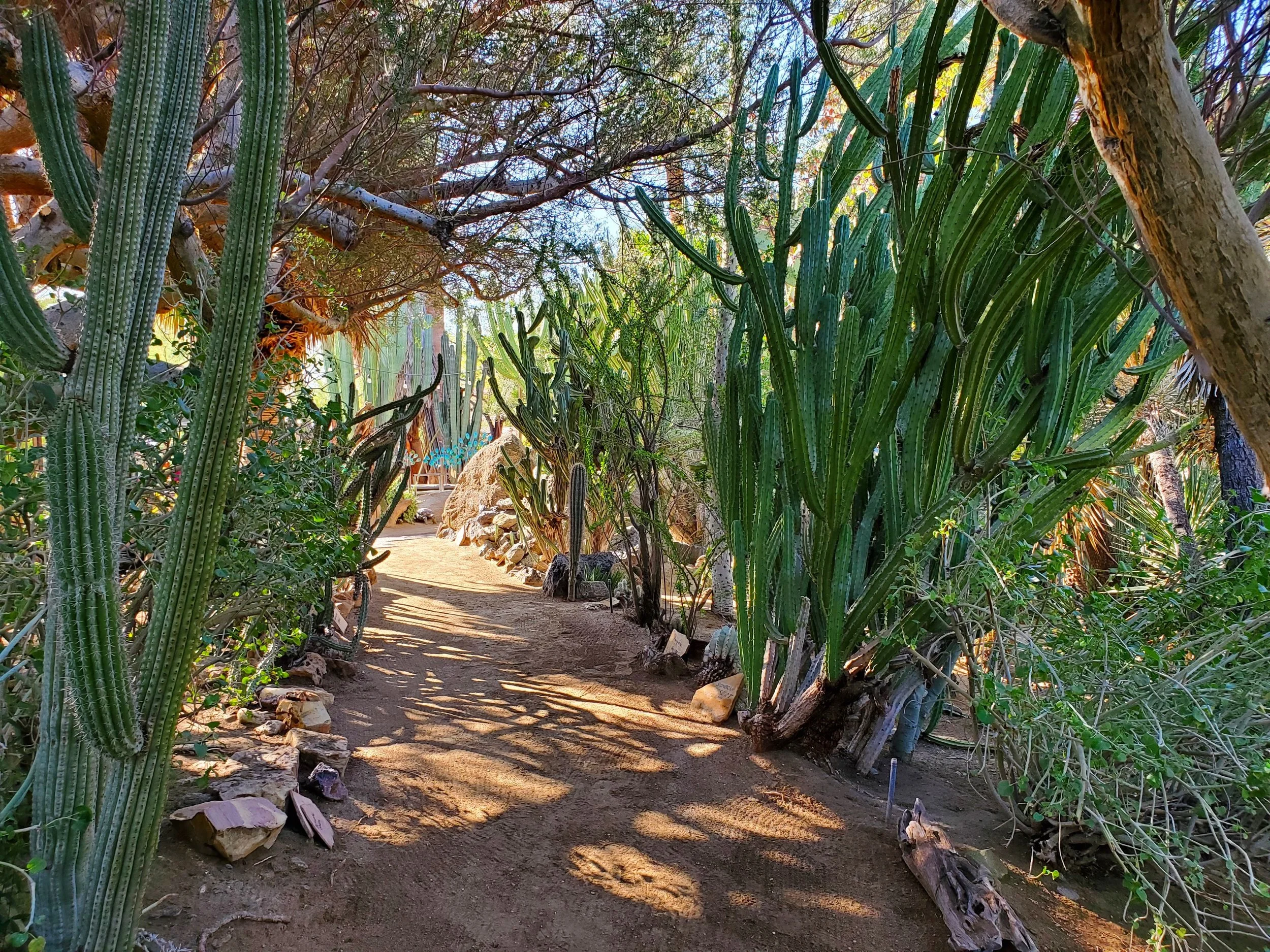 Moorten Botanical Garden