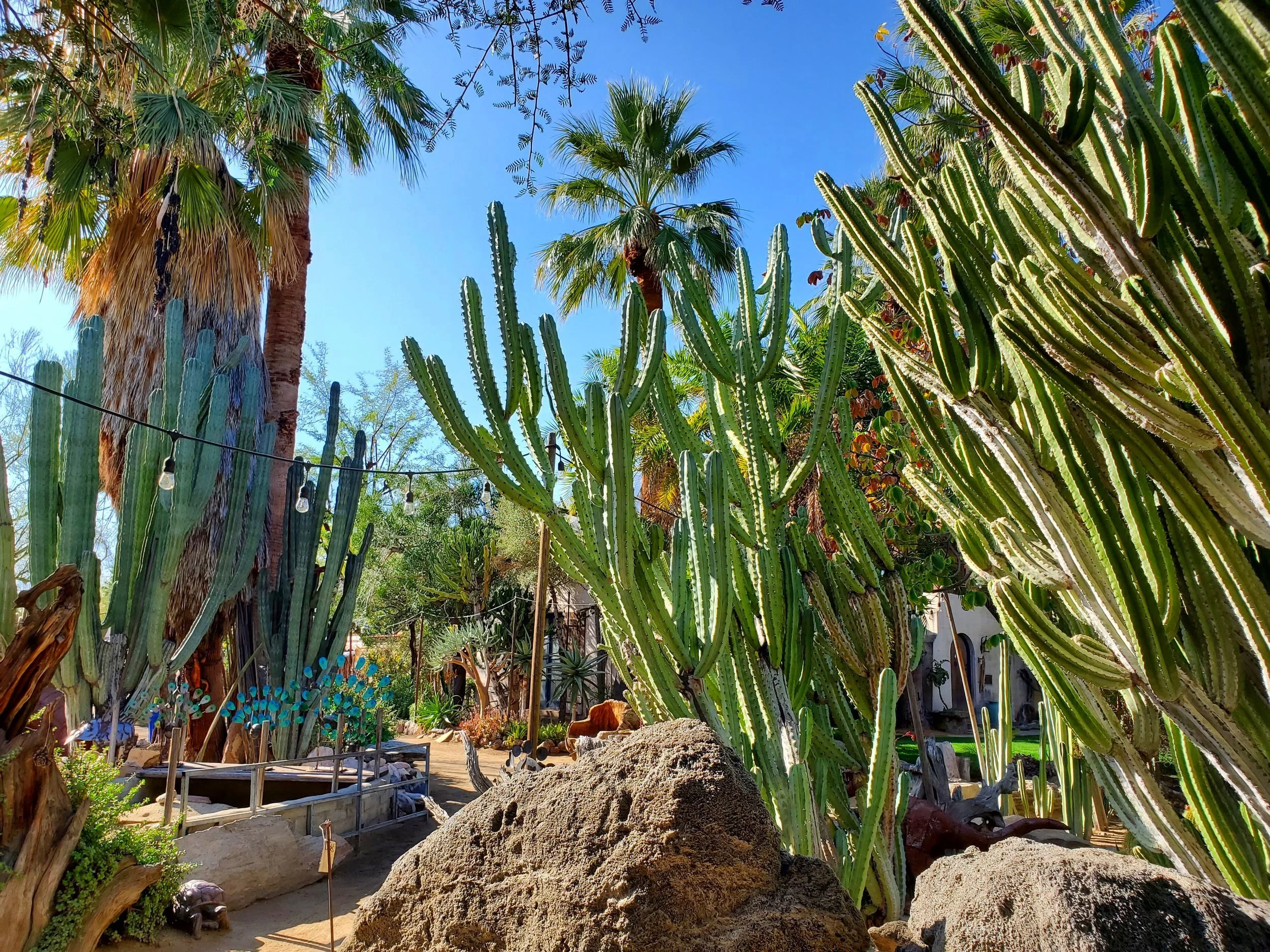 Moorten Botanical Garden