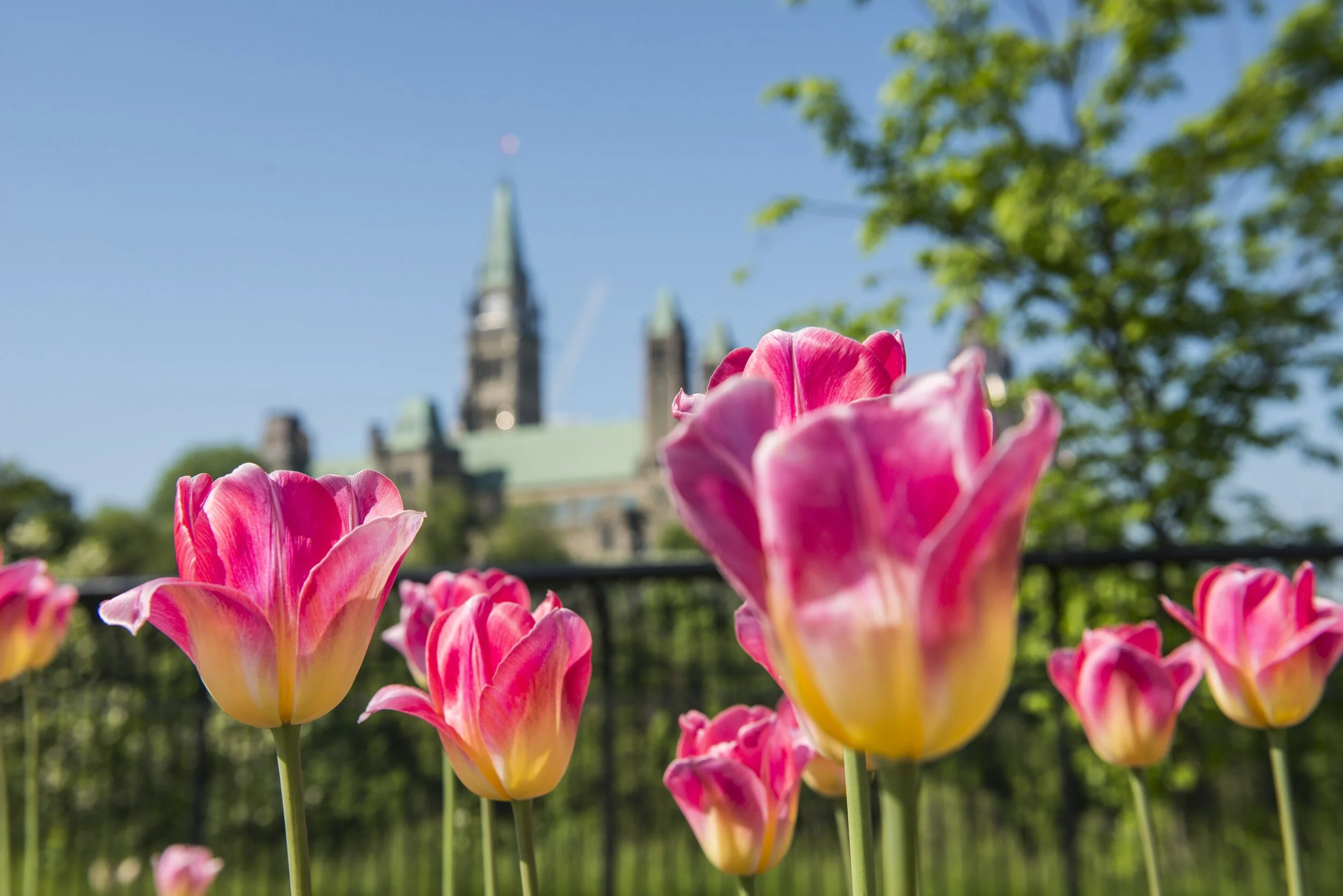 Canadian Tulip Festival