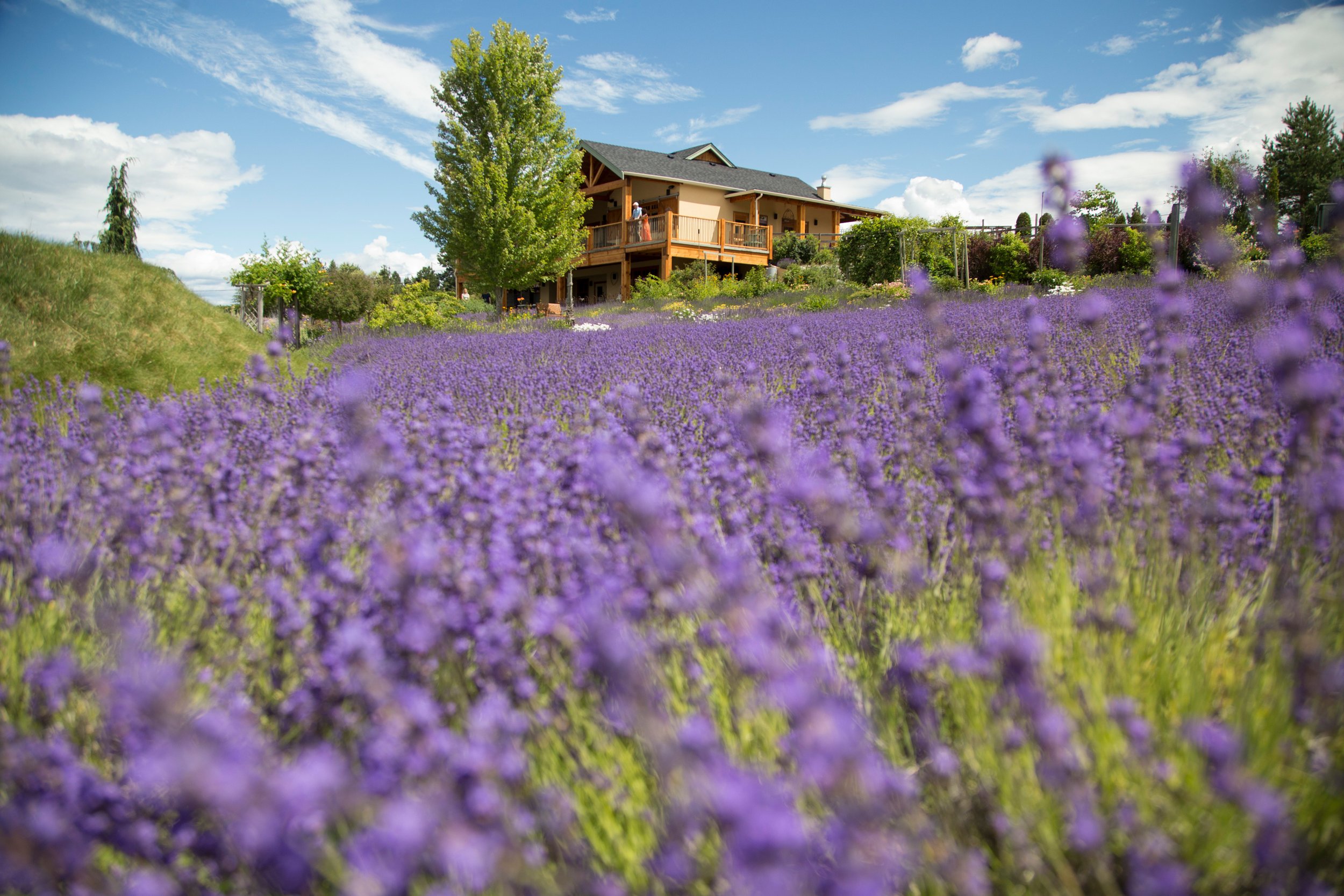 Okanagan Lavender &amp; Herb Farm