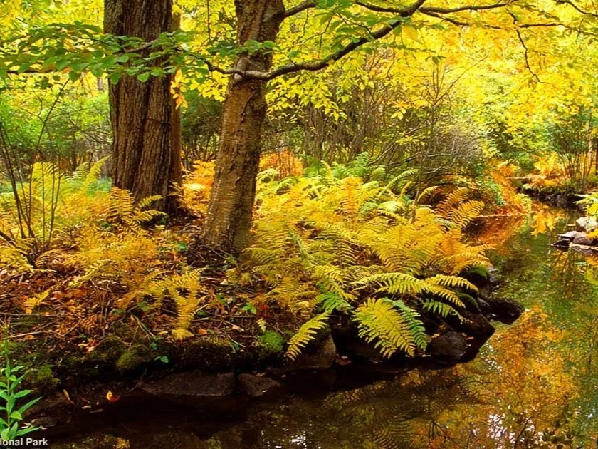 Wild Gardens of Acadia