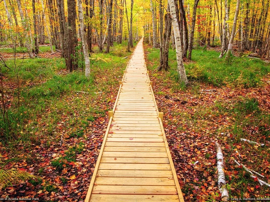 Wild Gardens of Acadia