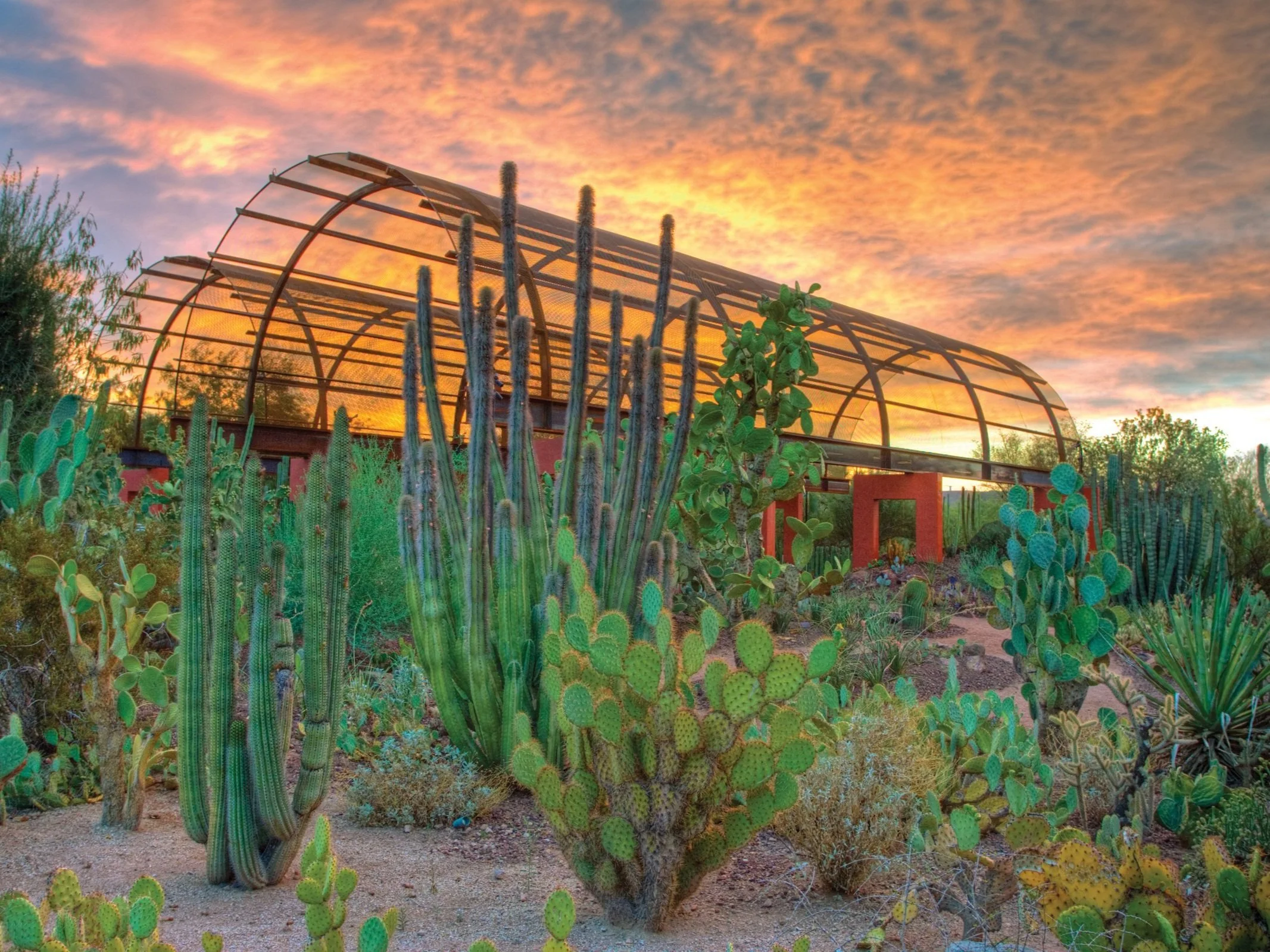 Desert Botanical Garden