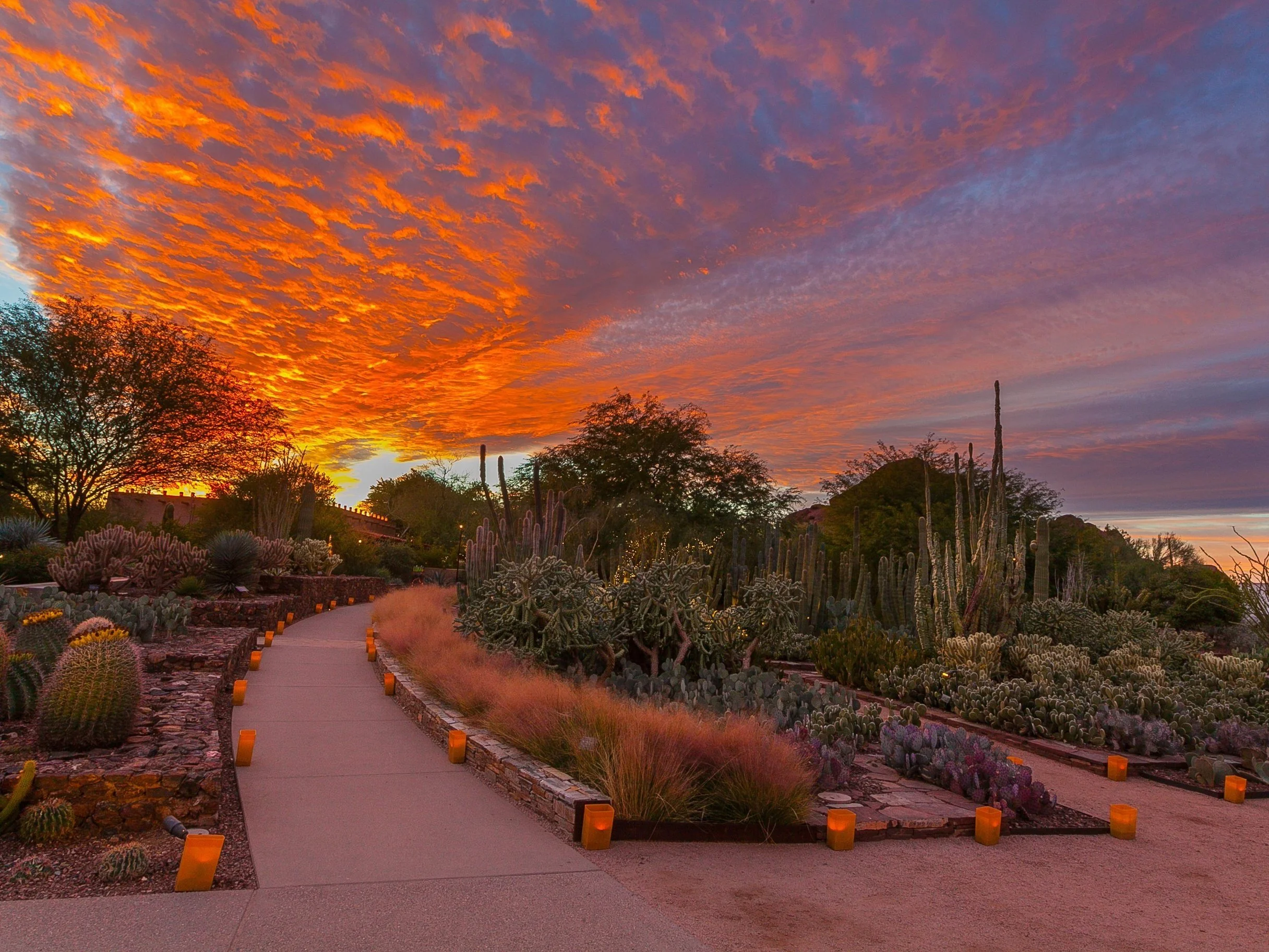 Desert Botanical Garden