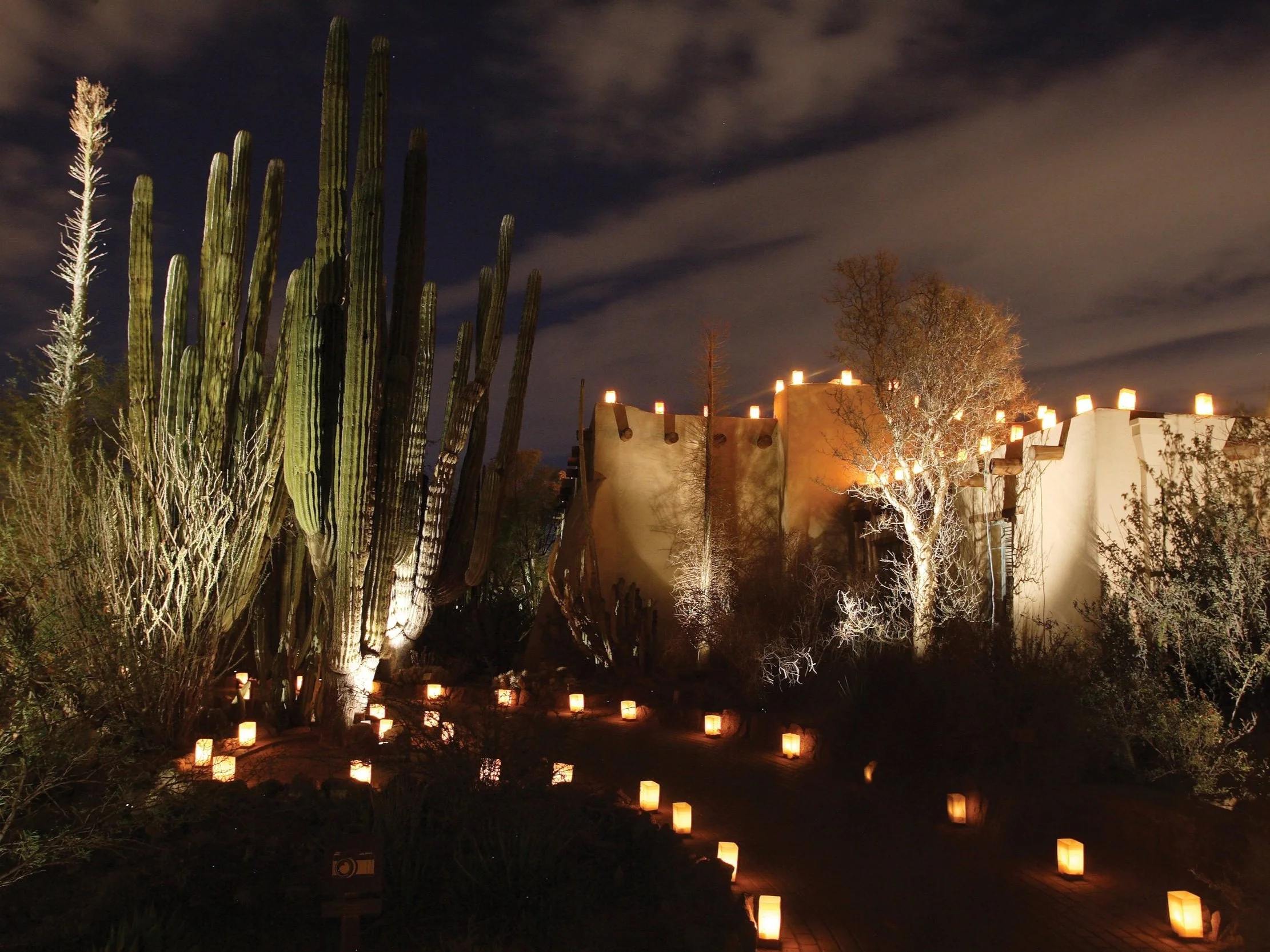 Desert Botanical Garden