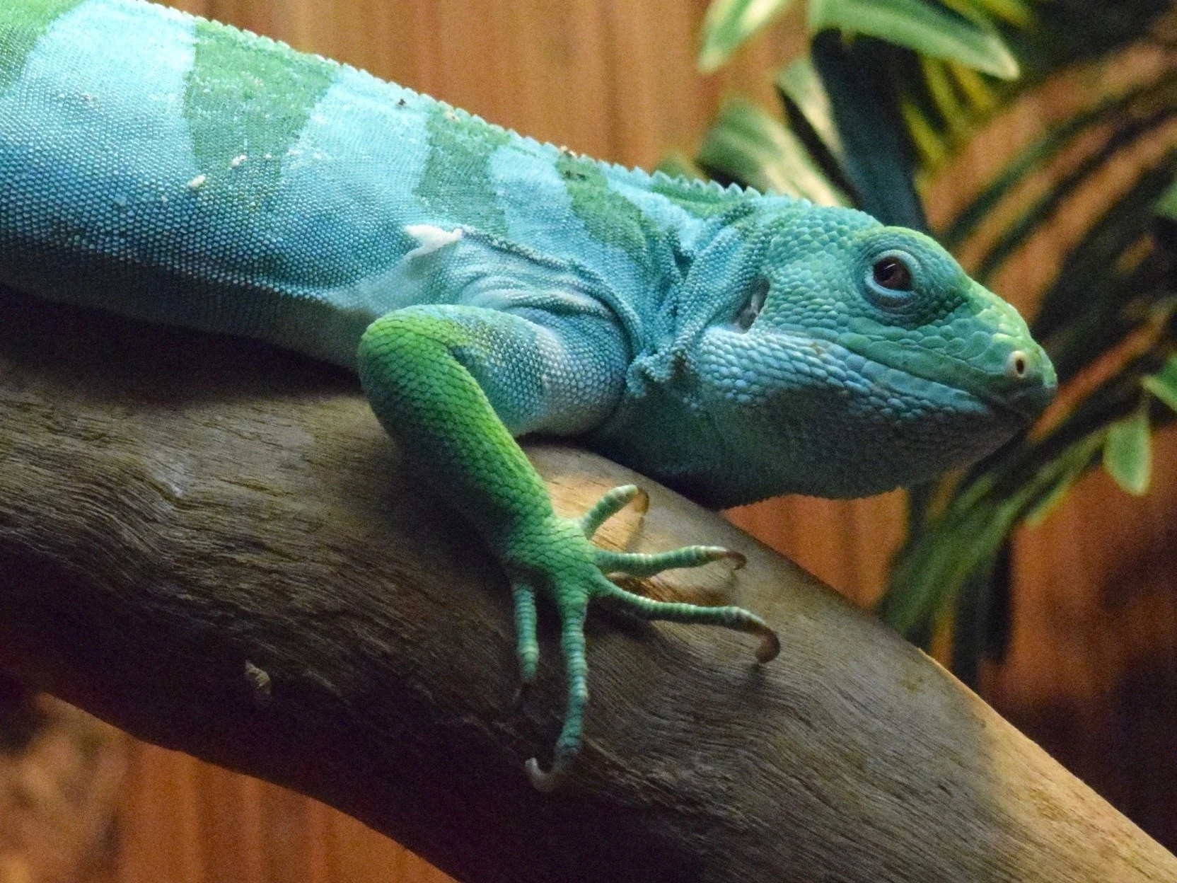 Source: Reptile Gardens 