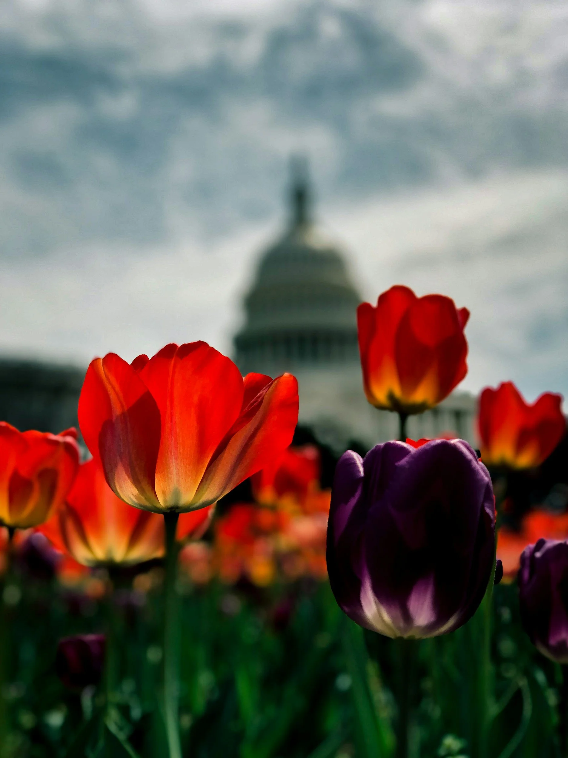 Why Spring in Washington, D.C. Is One of the Best Travel Experiences in America