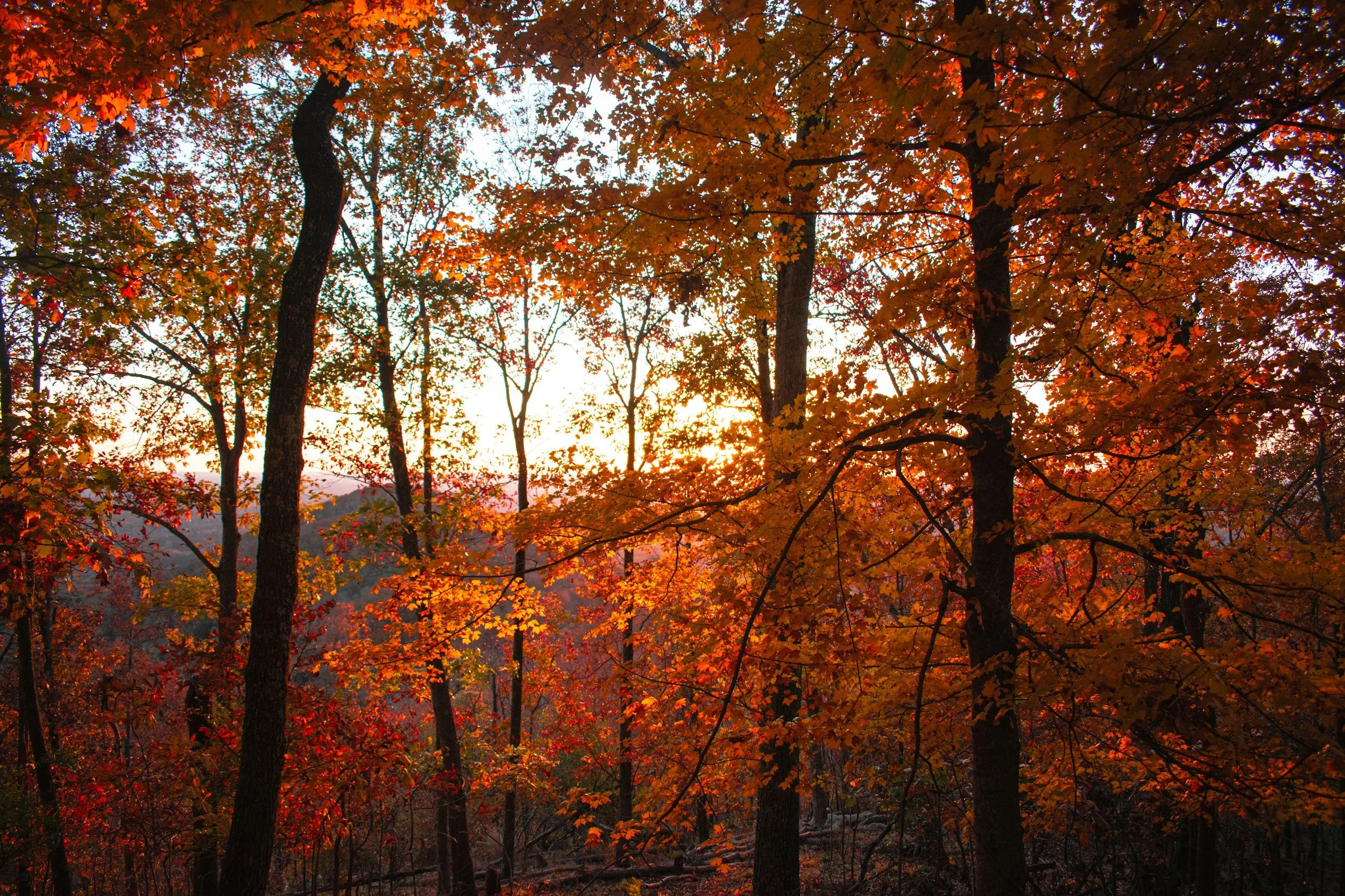 How Oneonta, the City of the Hills, Became a College-Town Draw