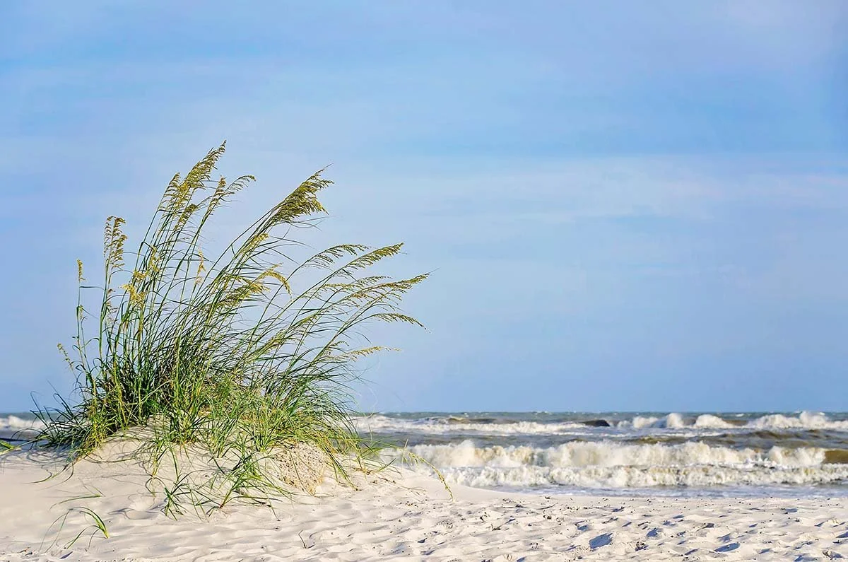 Alabama's Quiet Barrier Island Is a Birdwatcher's Secret Paradise