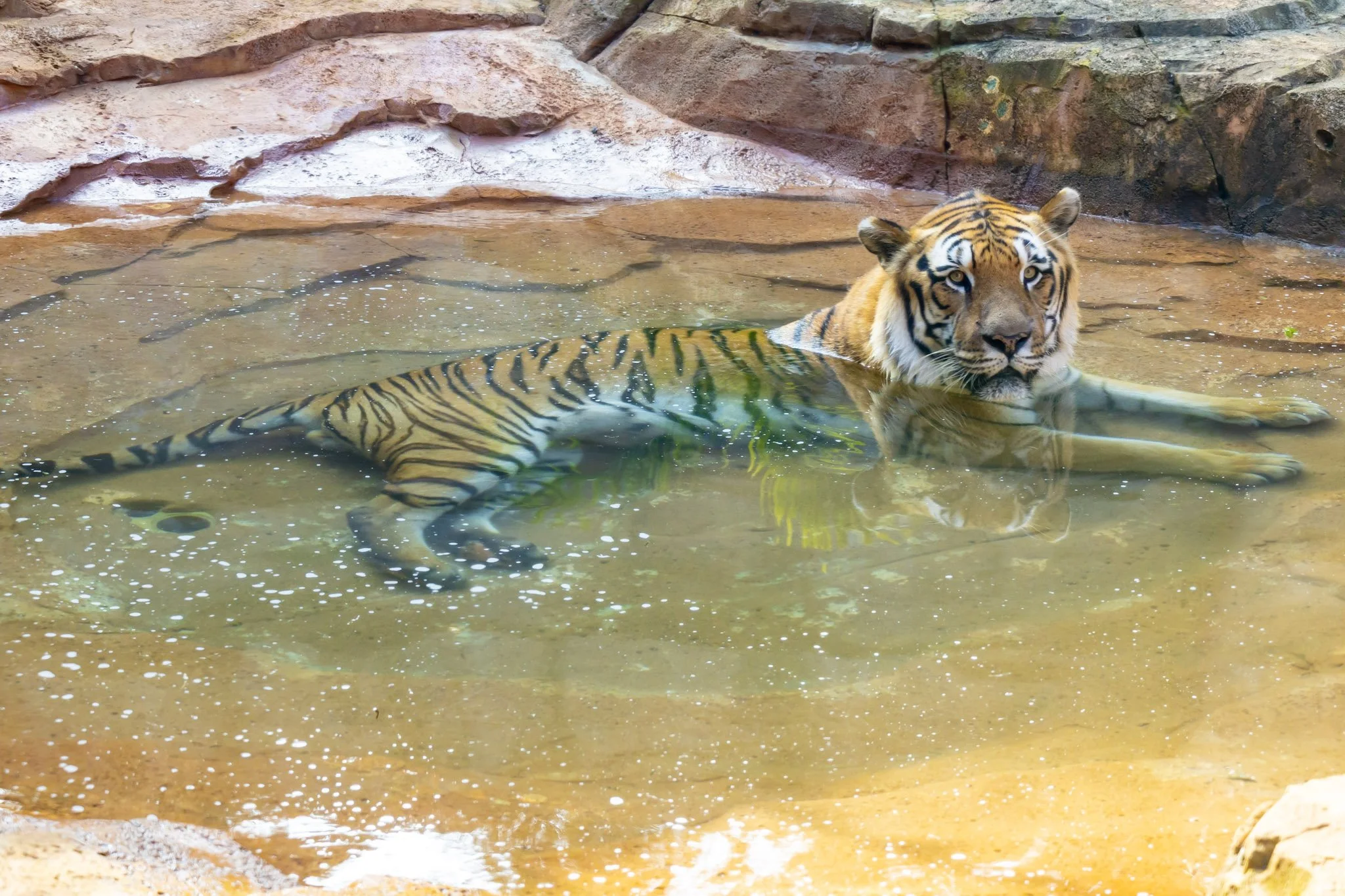 Inside Latin America’s Largest Zoo & Safari Experience