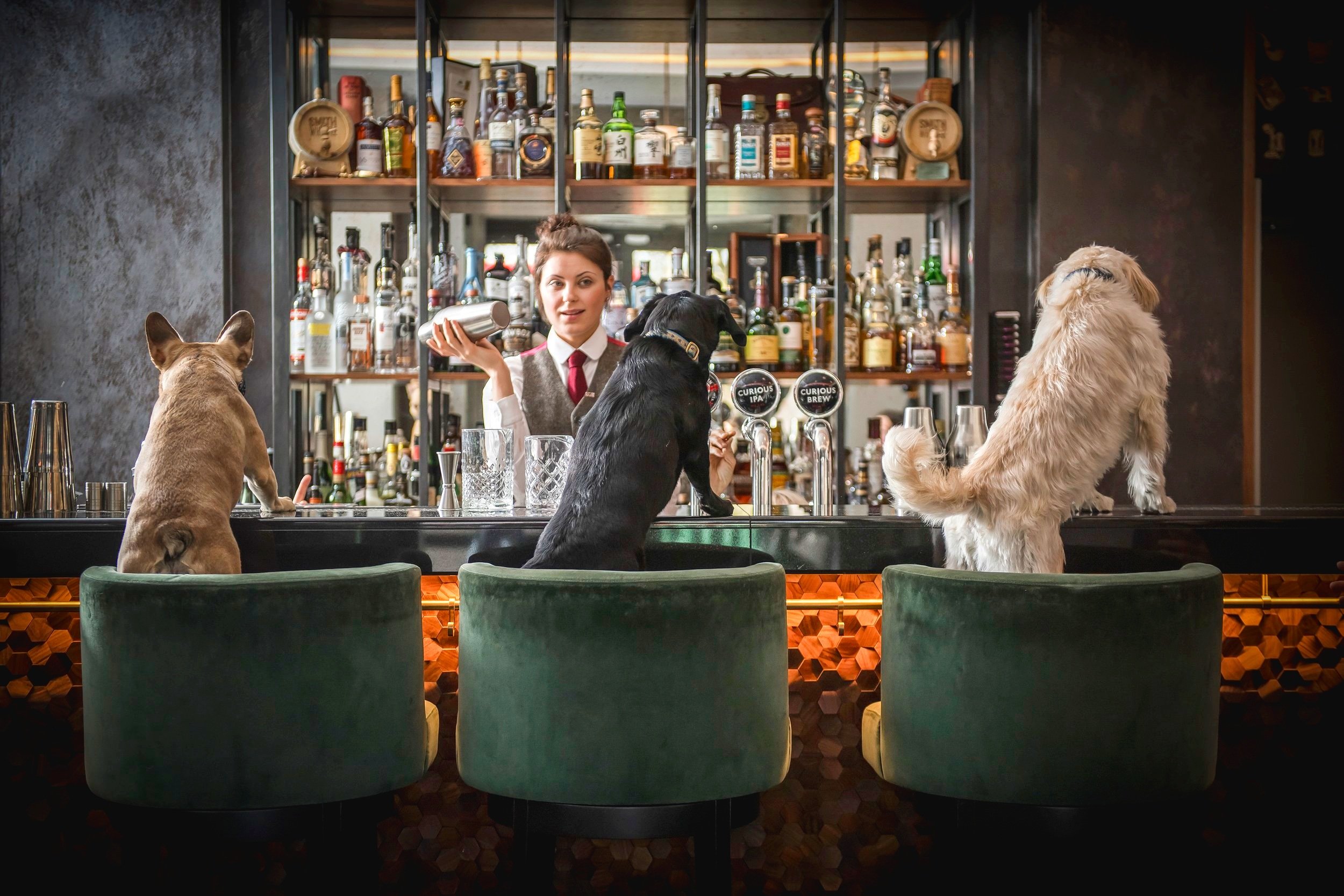 Is This the Most Dog-Friendly Luxury Hotel in Mayfair, London?