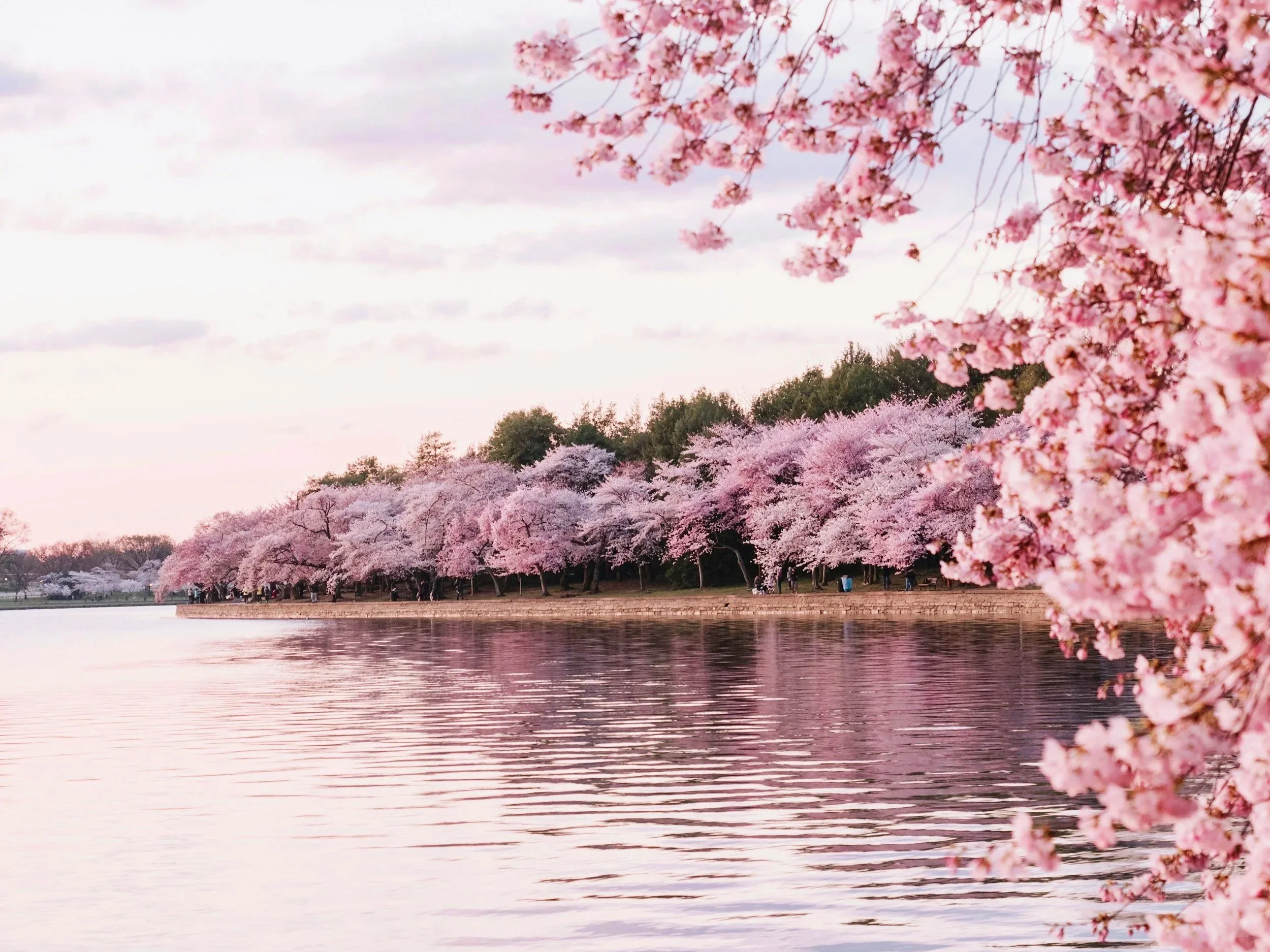 Why Spring in Washington, D.C. Is One of the Best Travel Experiences in America