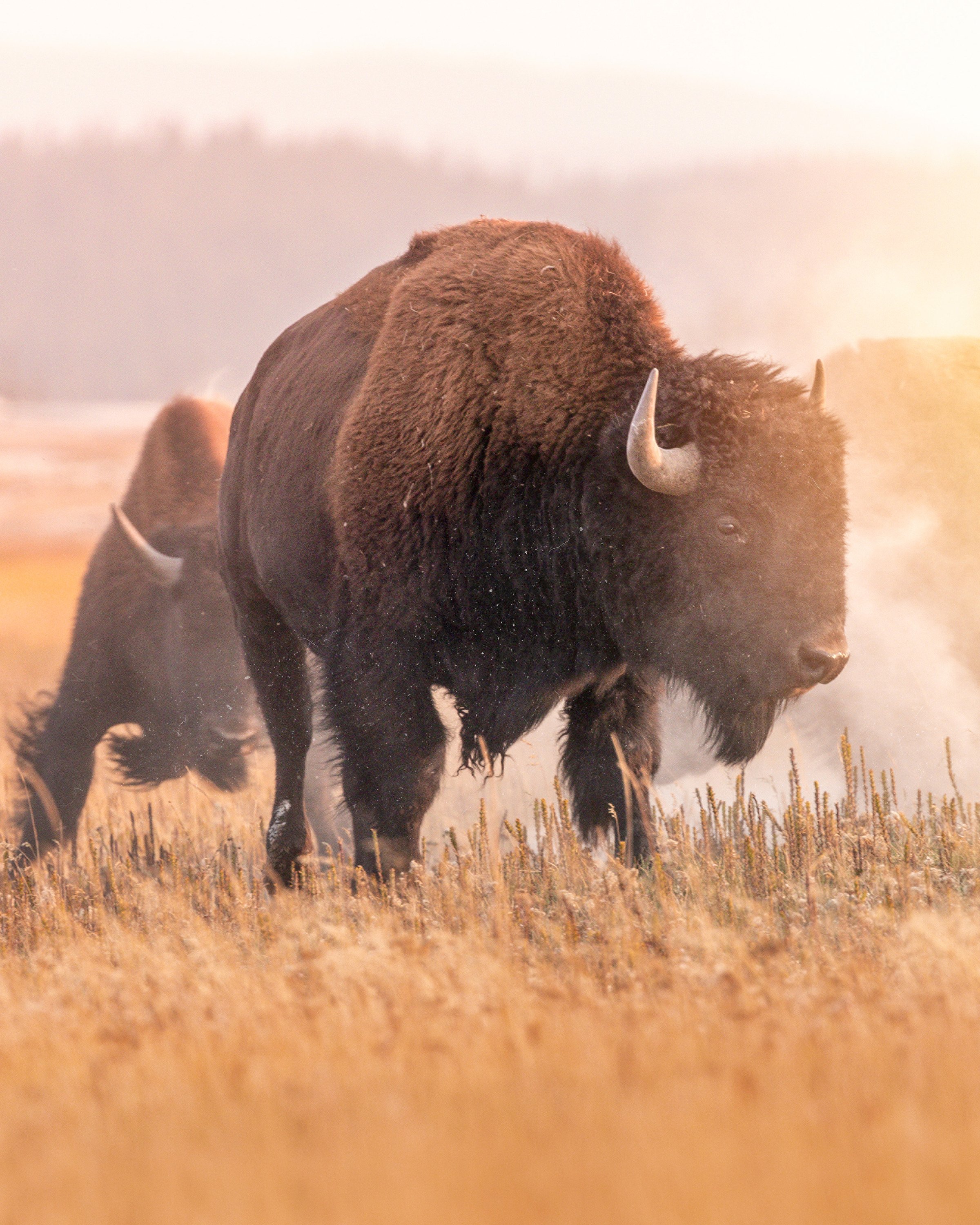 Four Seasons Jackson Hole’s 2026 Guide to the Season