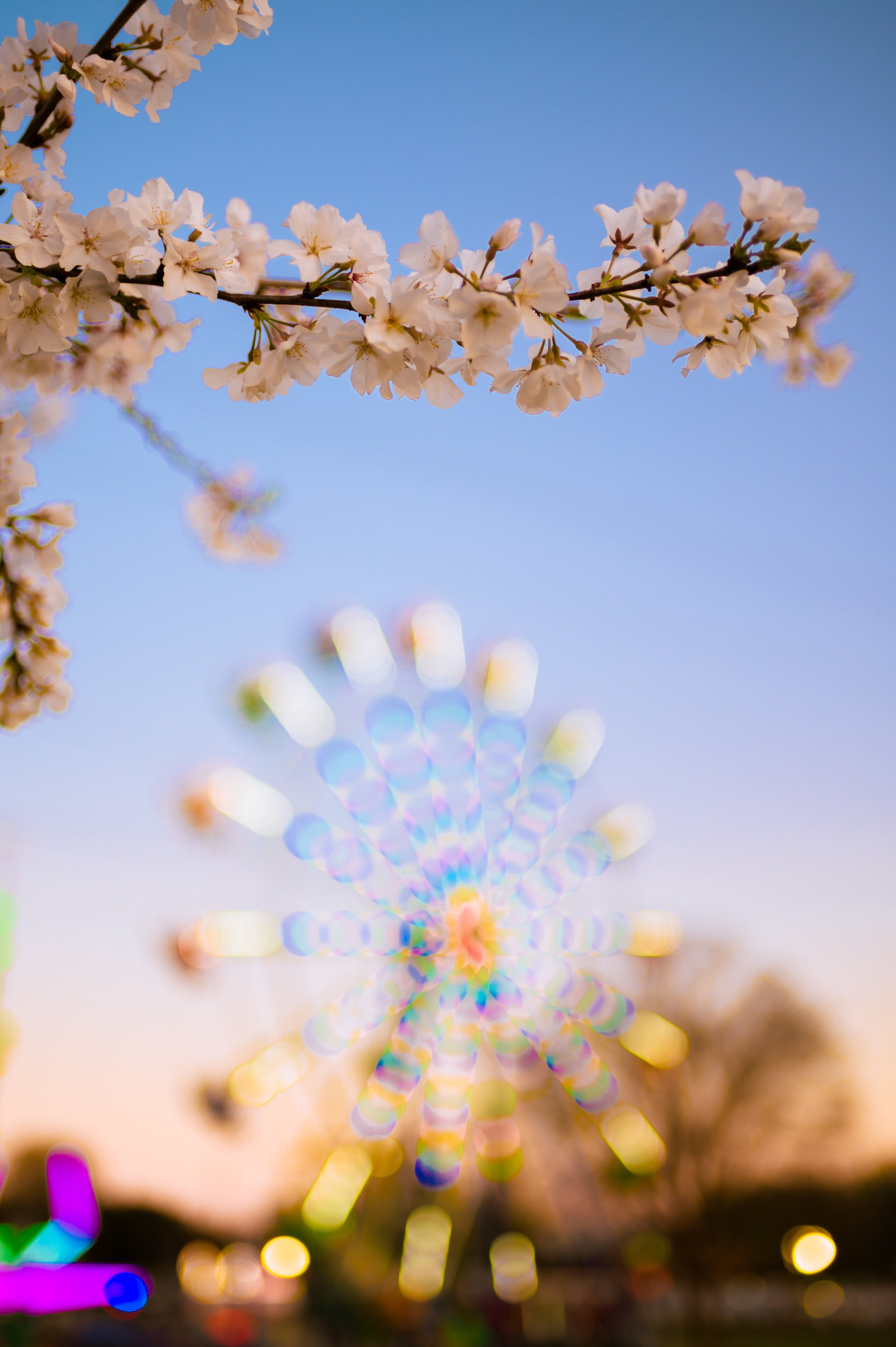 Macon Georgia — cherry blossoms at the International Cherry Blossom Festival