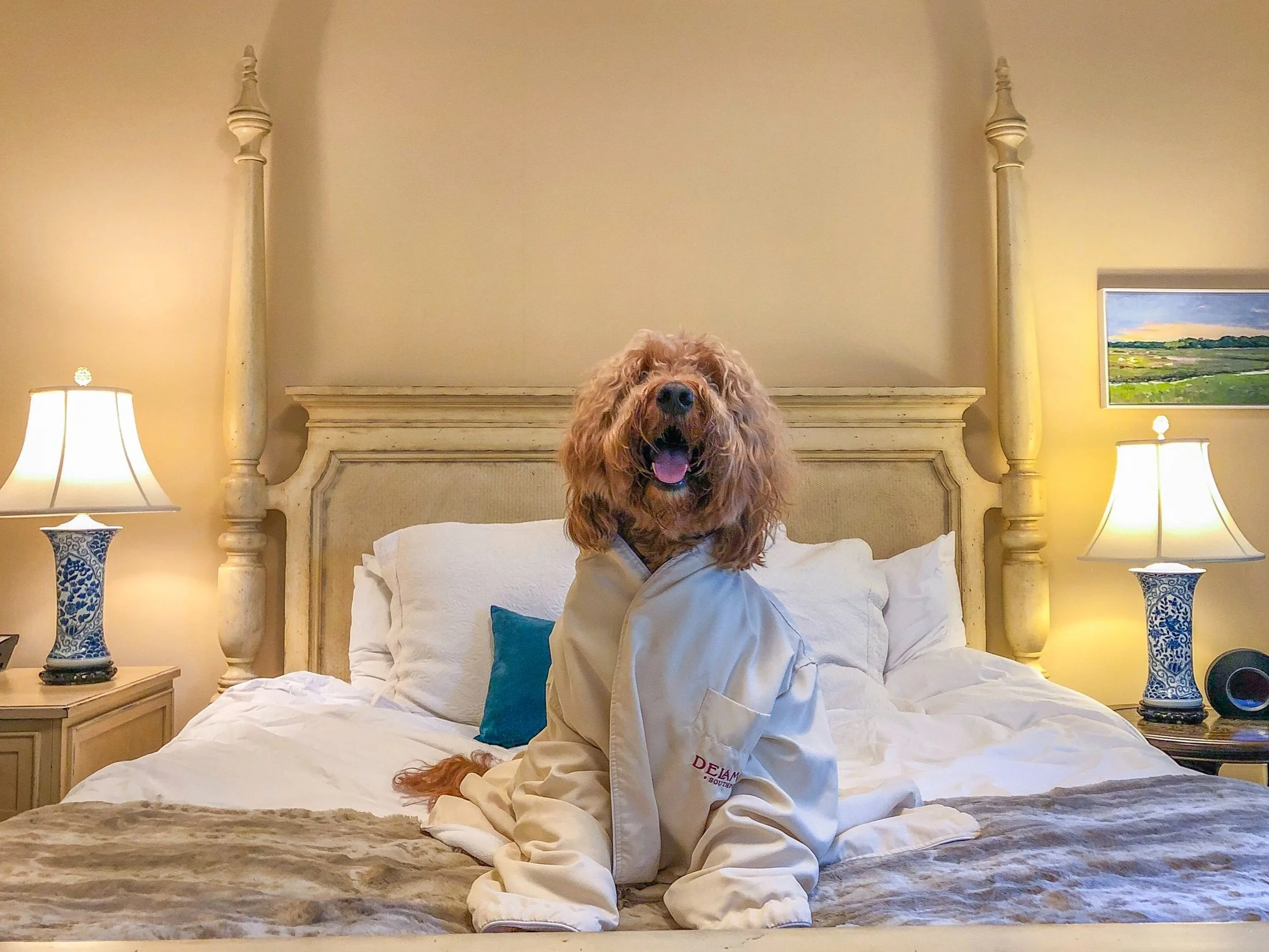 5 Best PetFriendly Hotels And Resorts In New England To Book This