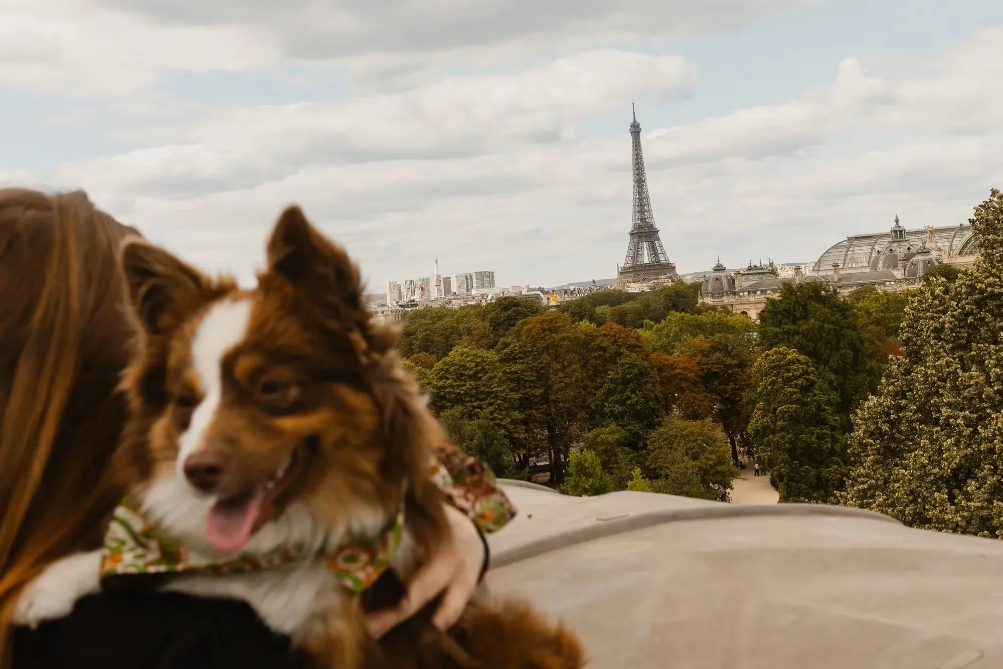 A dog at the window of a guest room at Hôtel de Crillon, A Rosewood Hotel, in Paris