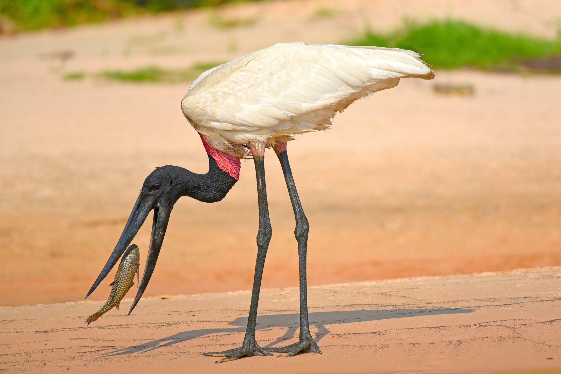 best reasons to visit orange walk gallon jug belize