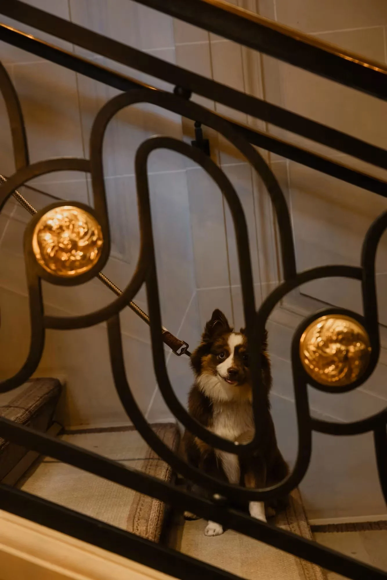 The grand staircase at Hôtel de Crillon, A Rosewood Hotel, with a dog