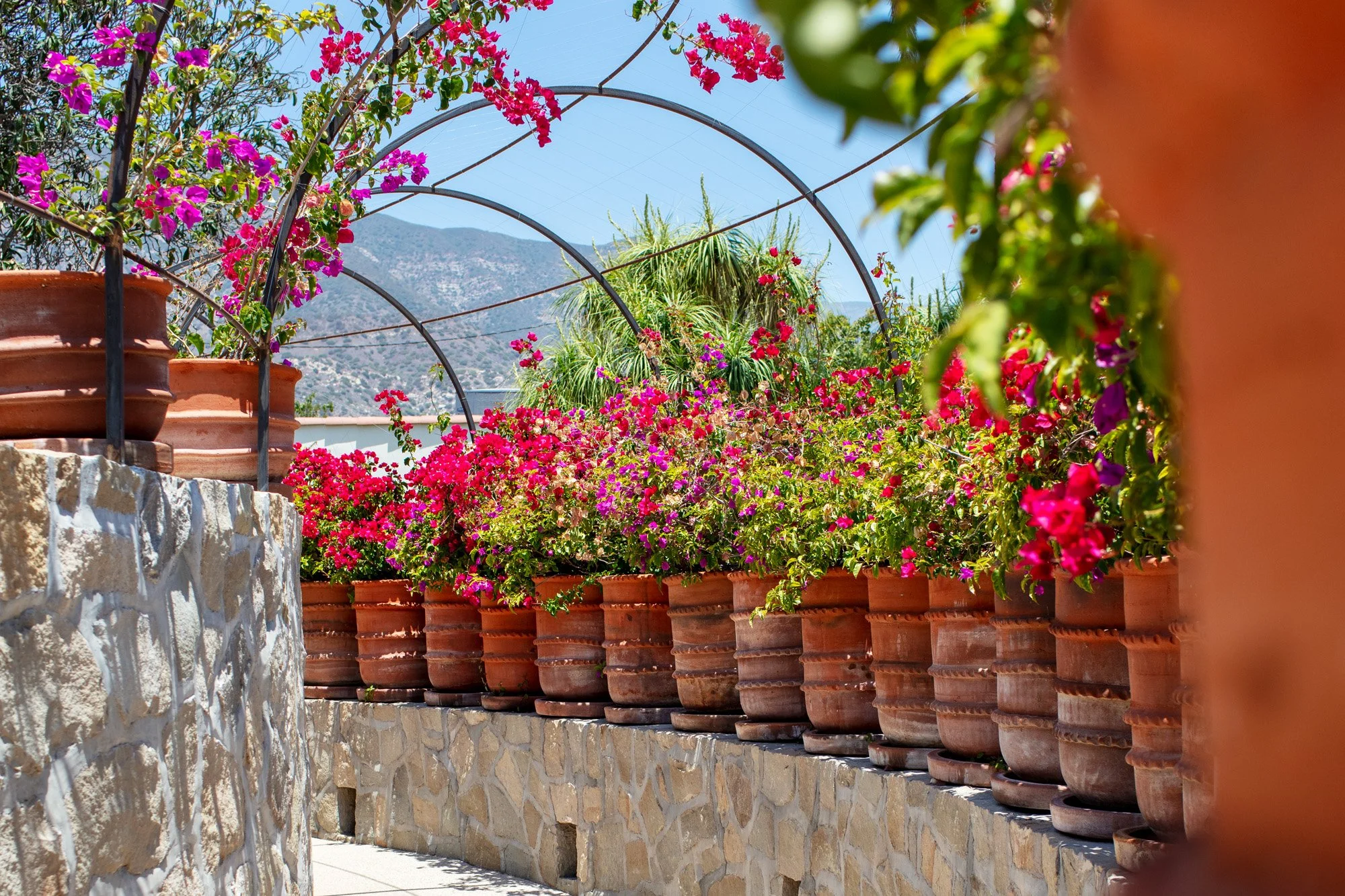 The Spanish walled garden and Mission-style architecture at Hotel El Roblar in Ojai