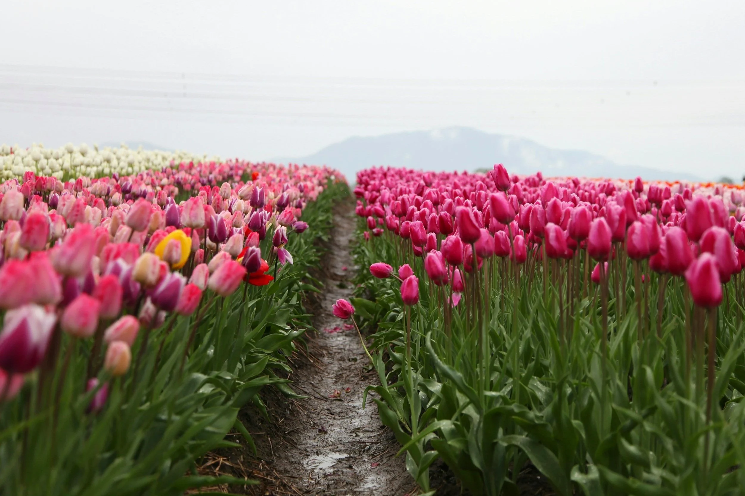 5 Best Canadian Destinations Near the US Border to Visit in Spring